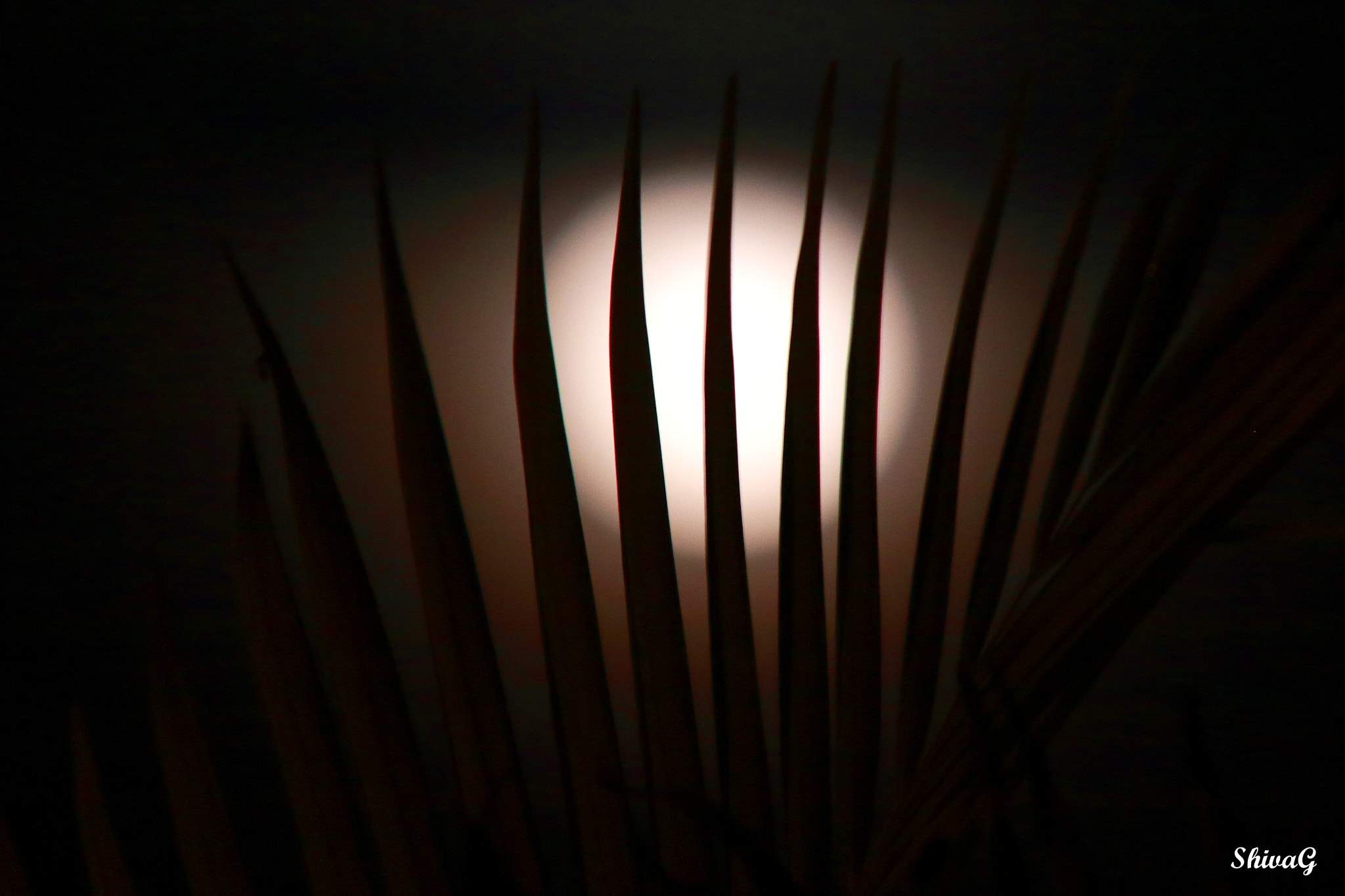 Canon EOS 550D (EOS Rebel T2i / EOS Kiss X4) sample photo. Nature beauty... photography