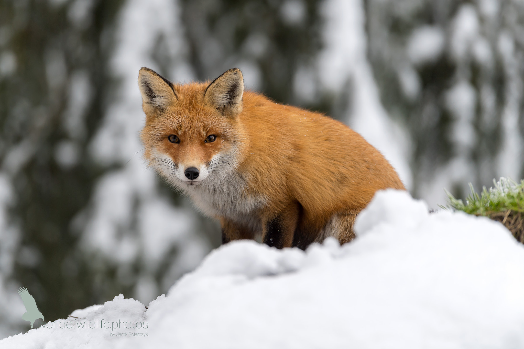 Nikon D5 sample photo. Red fox 3 photography