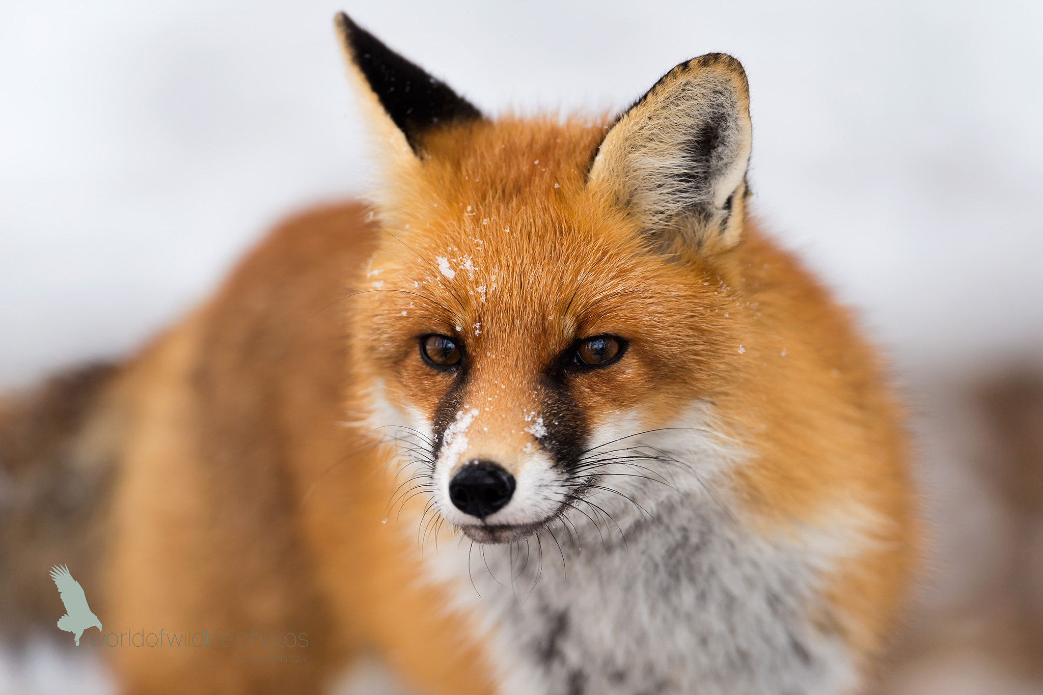 Nikon D5 sample photo. Red fox 4 photography