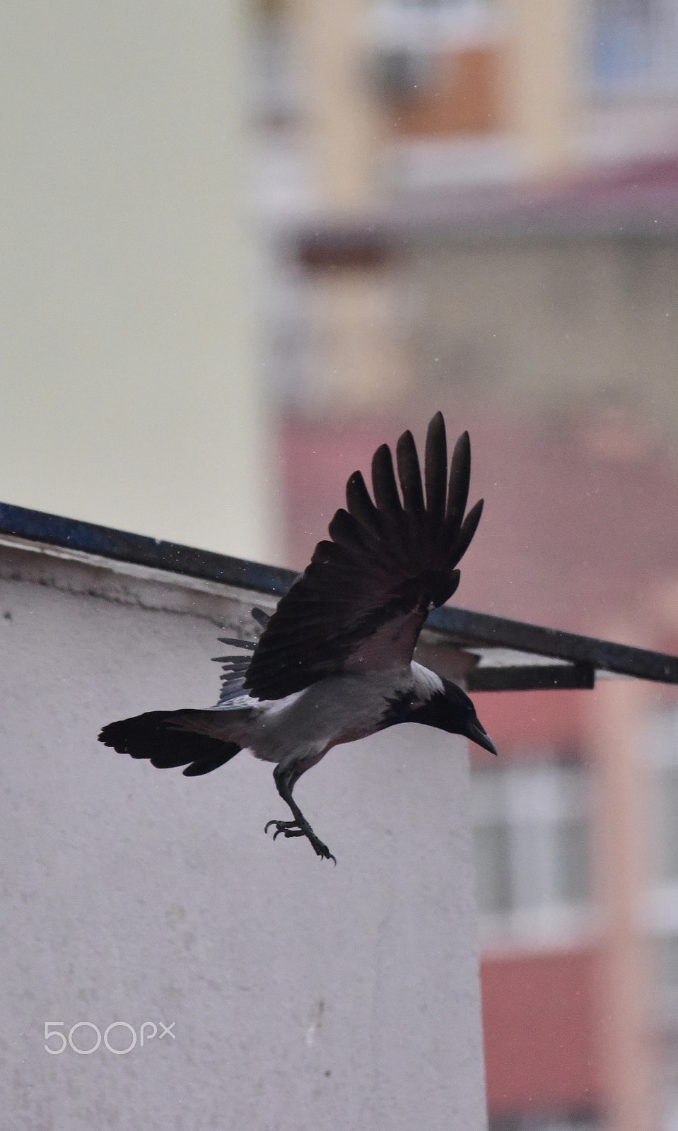 Sigma 150-500mm F5-6.3 DG OS HSM sample photo. Crowe photography