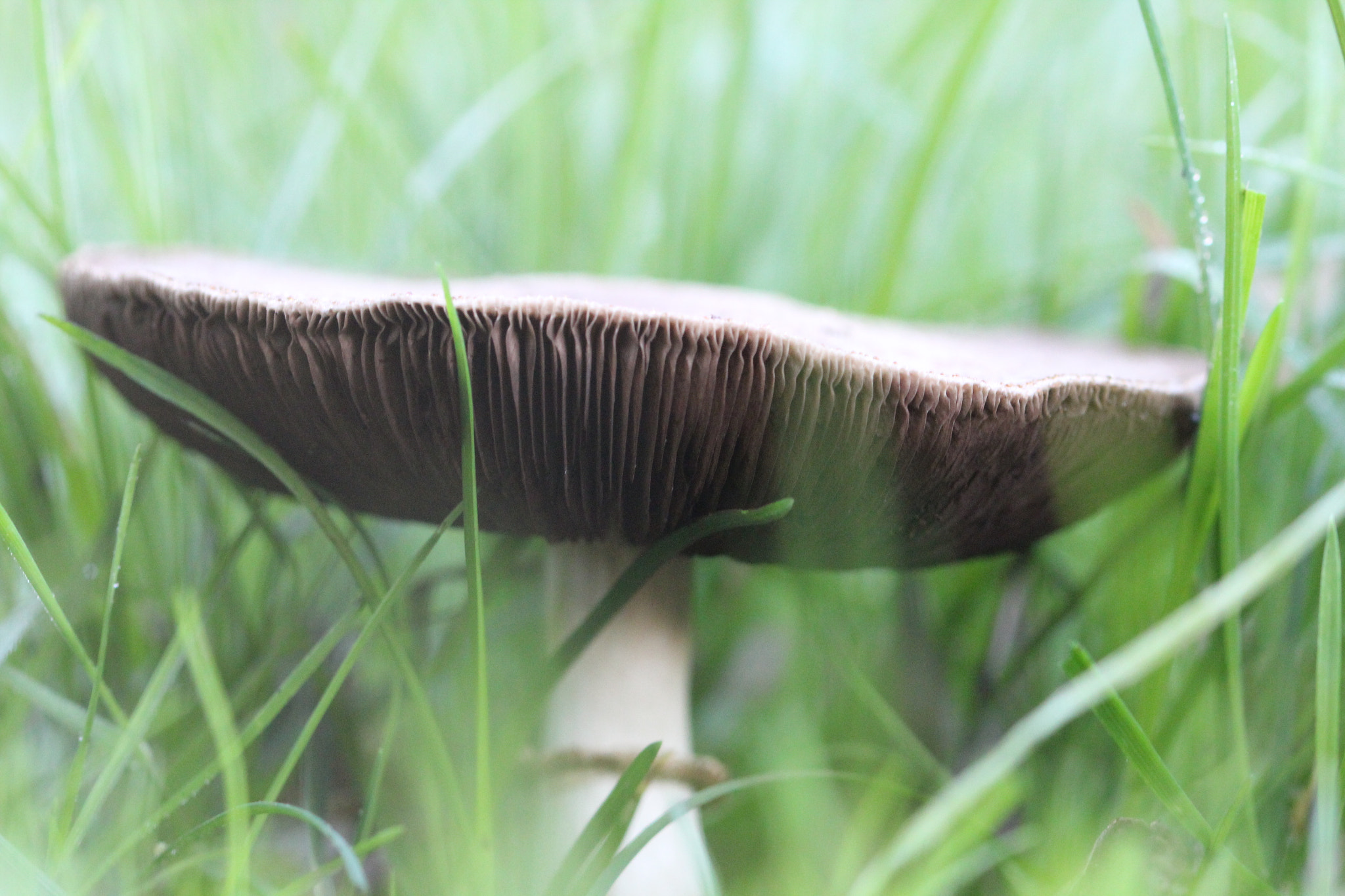 Sigma 105mm F2.8 EX DG OS HSM sample photo. Macroom photography