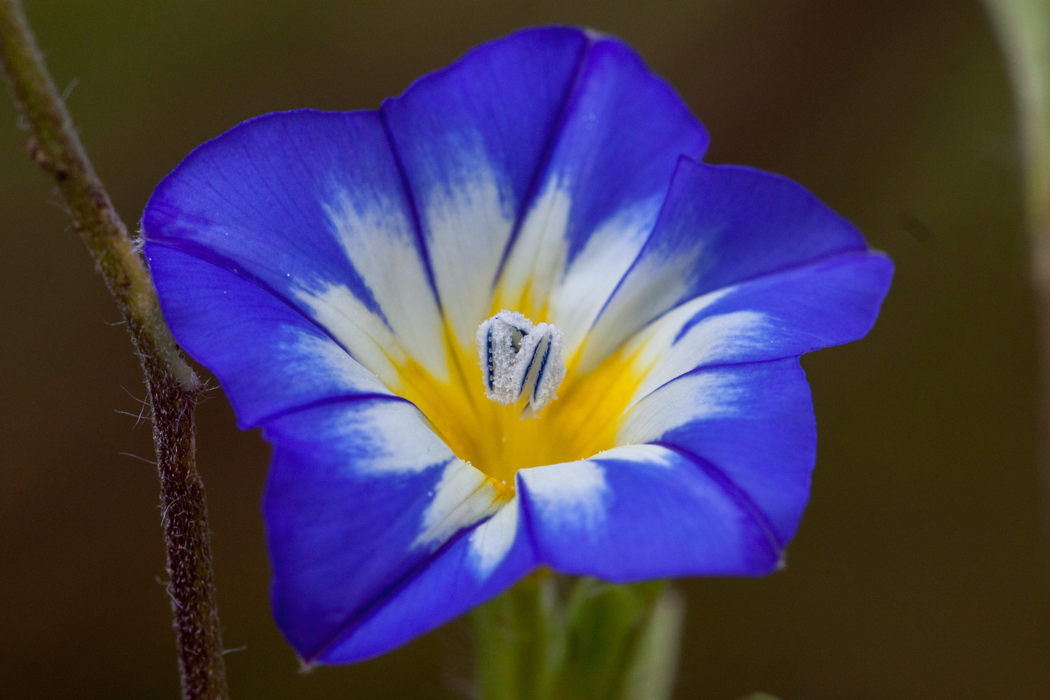 Canon EF 100mm F2.8L Macro IS USM sample photo. Viola photography