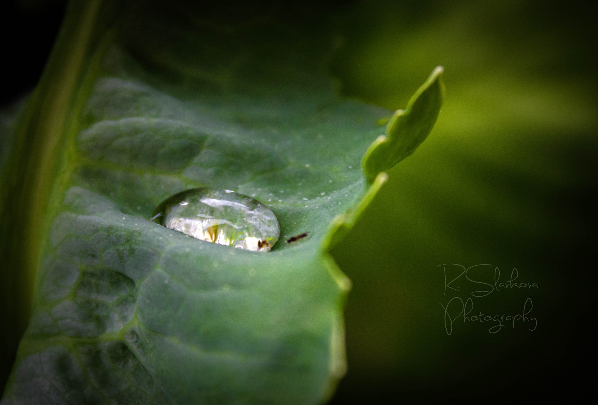 Canon EOS 40D sample photo. Call me 'tear' photography