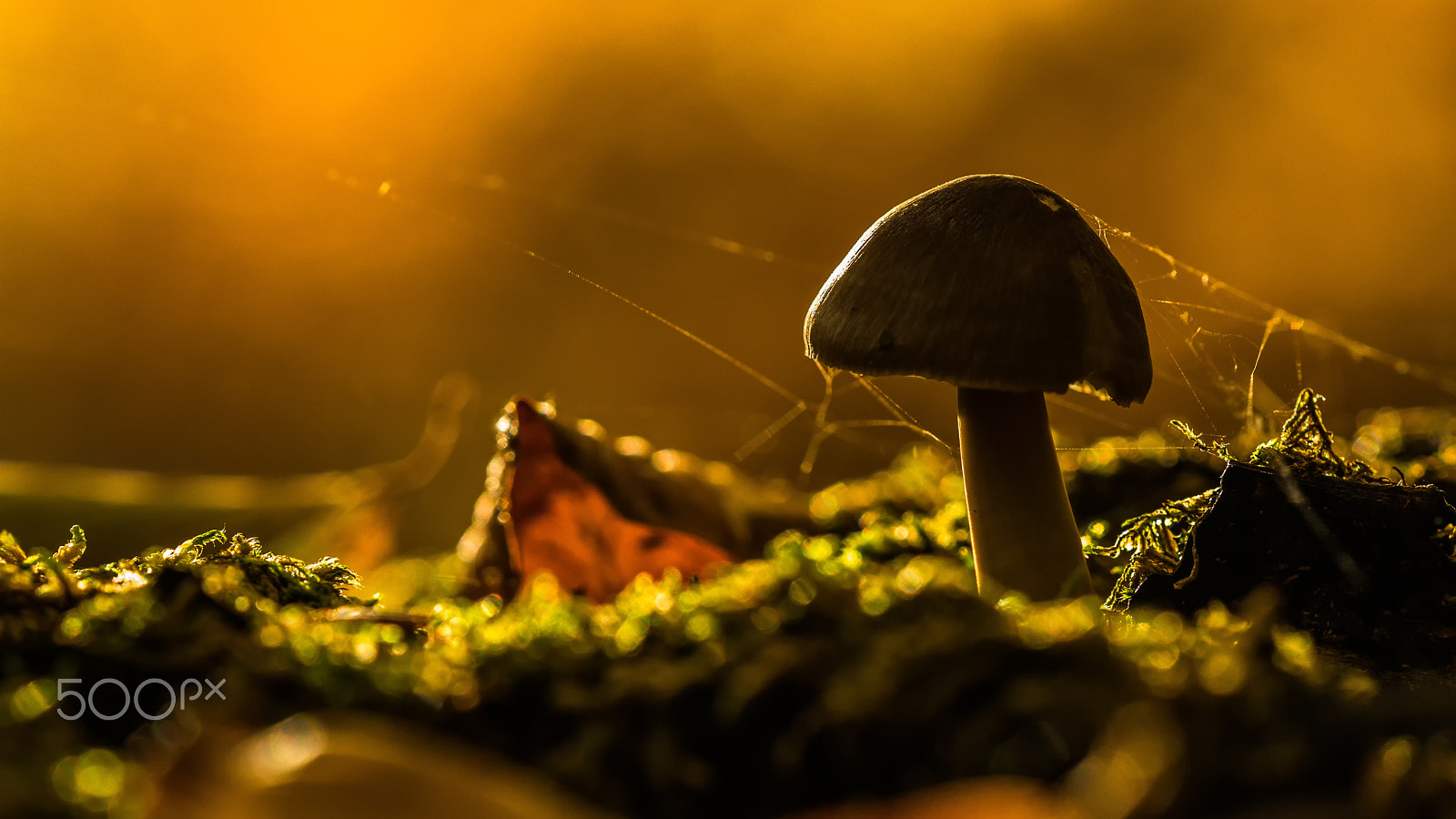Sigma 105mm F2.8 EX DG OS HSM sample photo. Mushroom photography