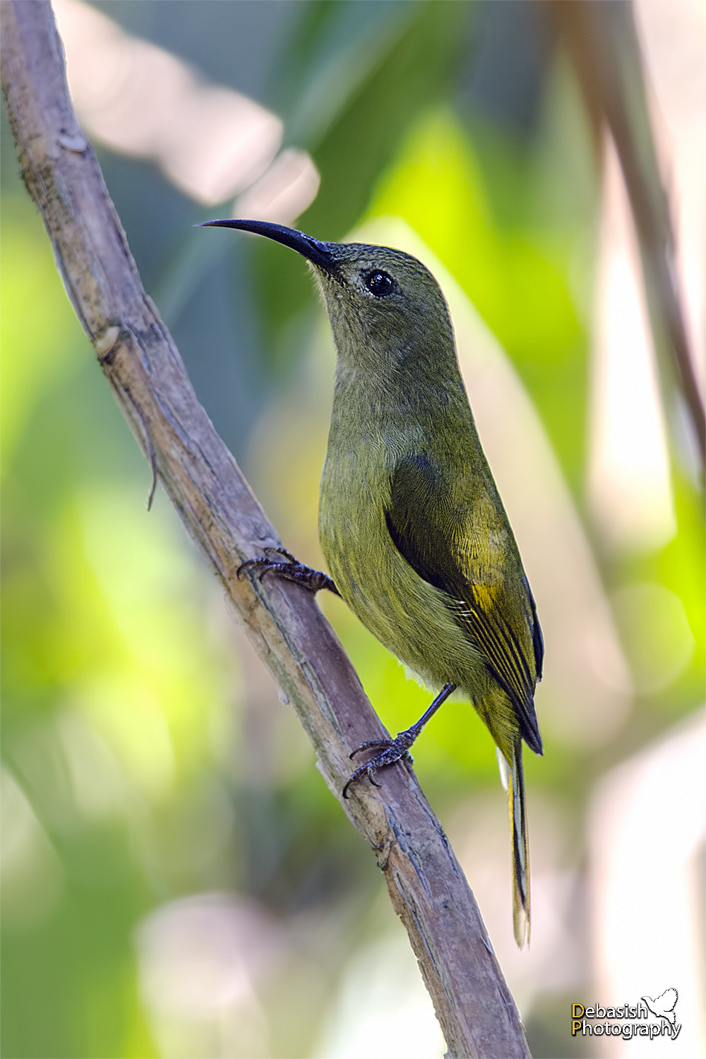 Nikon D7000 + Nikon AF-S Nikkor 300mm F4D ED-IF sample photo. Green-tailed sunbird photography