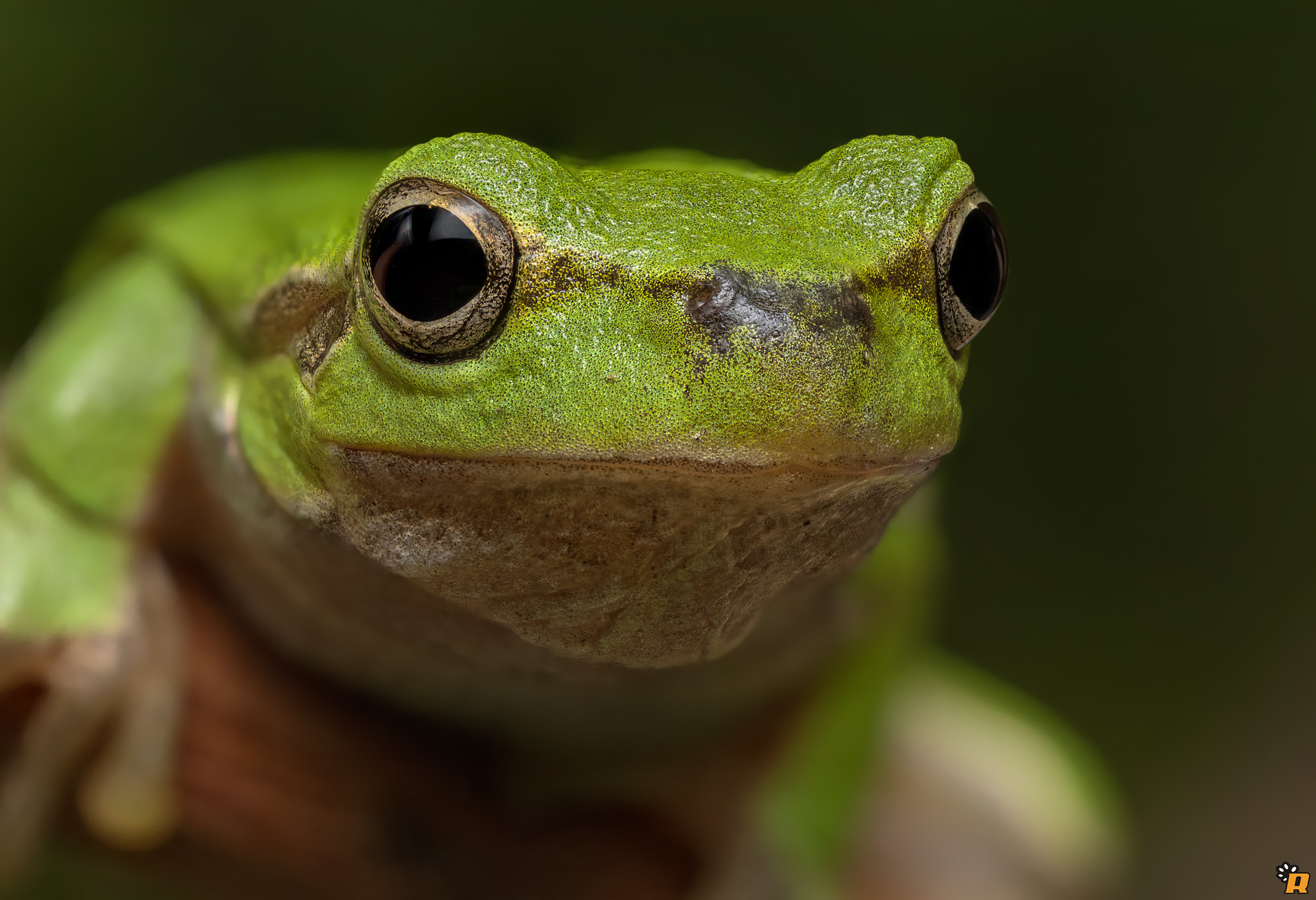 Canon MP-E 65mm F2.5 1-5x Macro Photo sample photo. Sardinian tree frog - 2x photography