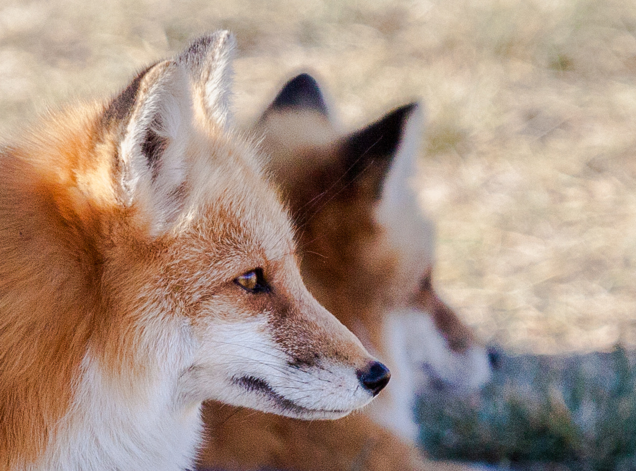 Canon EOS 50D sample photo. Wary red fox photography