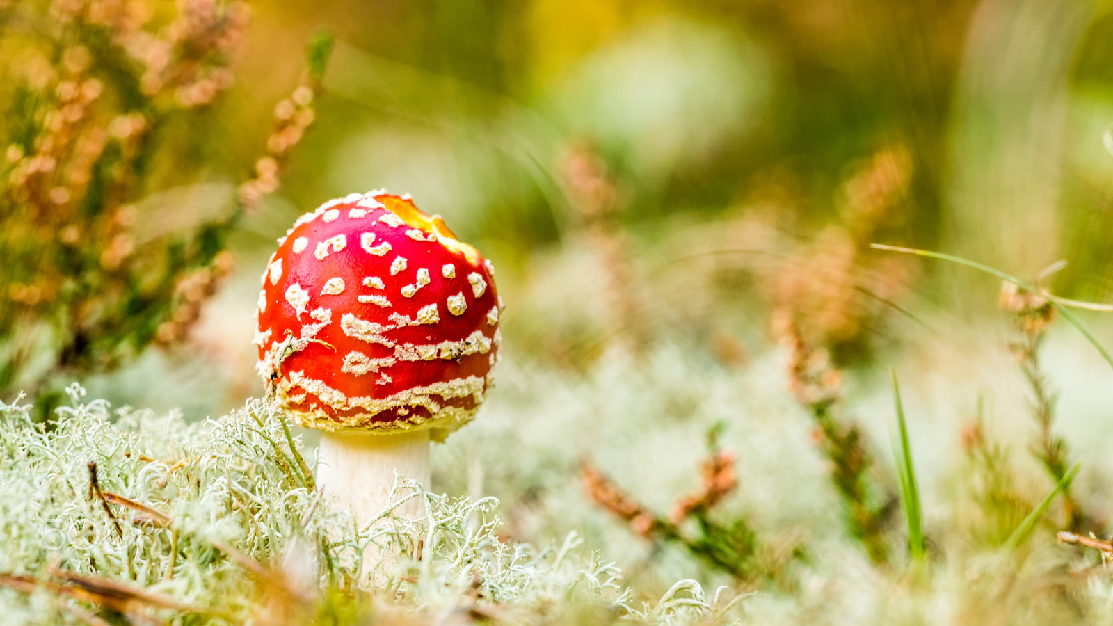 Sigma 150mm F2.8 EX DG OS Macro HSM sample photo. Mushroom photography
