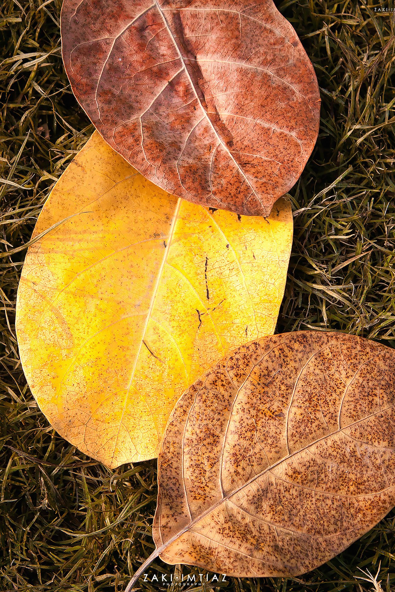 Canon EOS 50D sample photo. The fallen trio photography