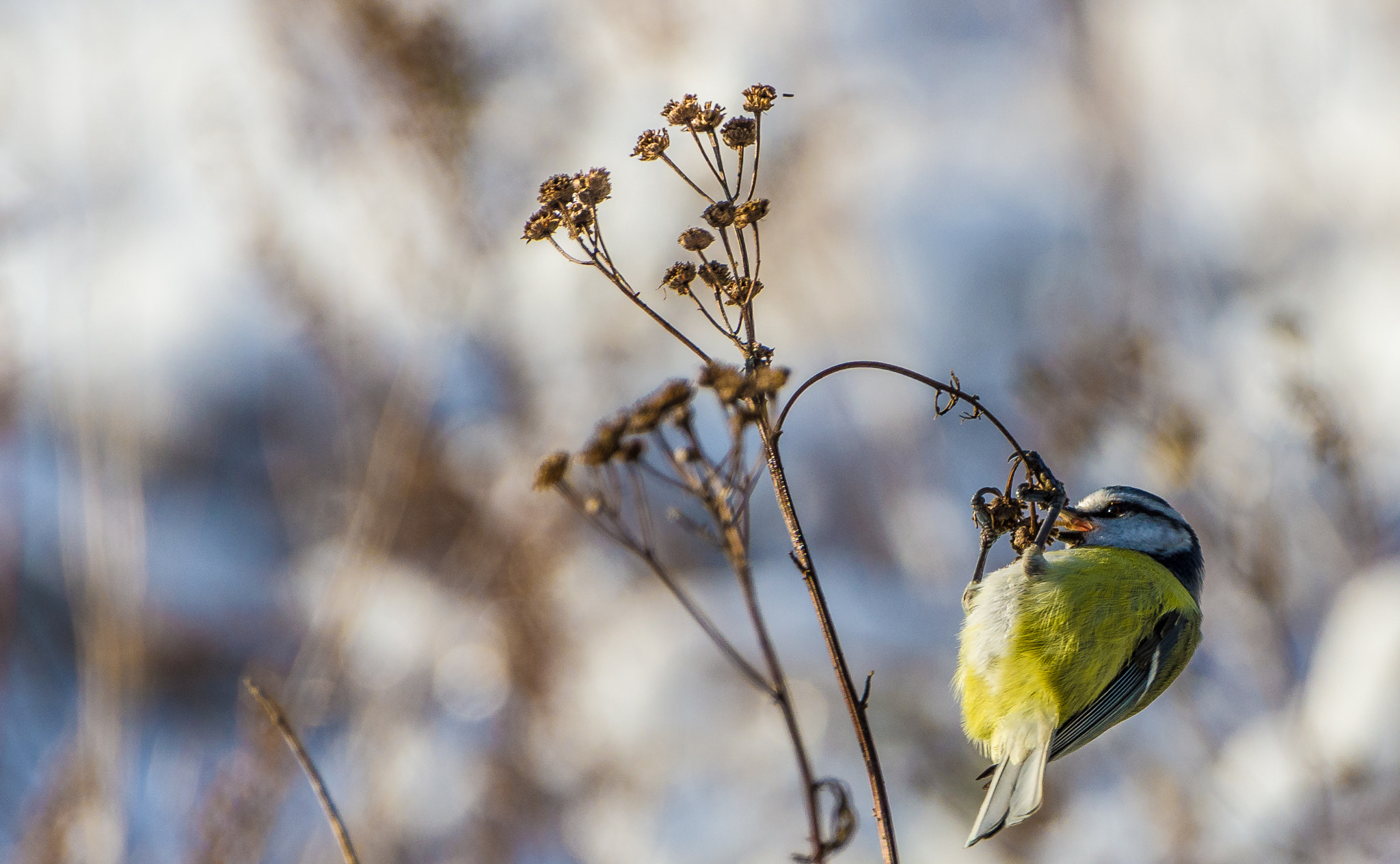 Pentax K-1 sample photo. Winter in hanko photography