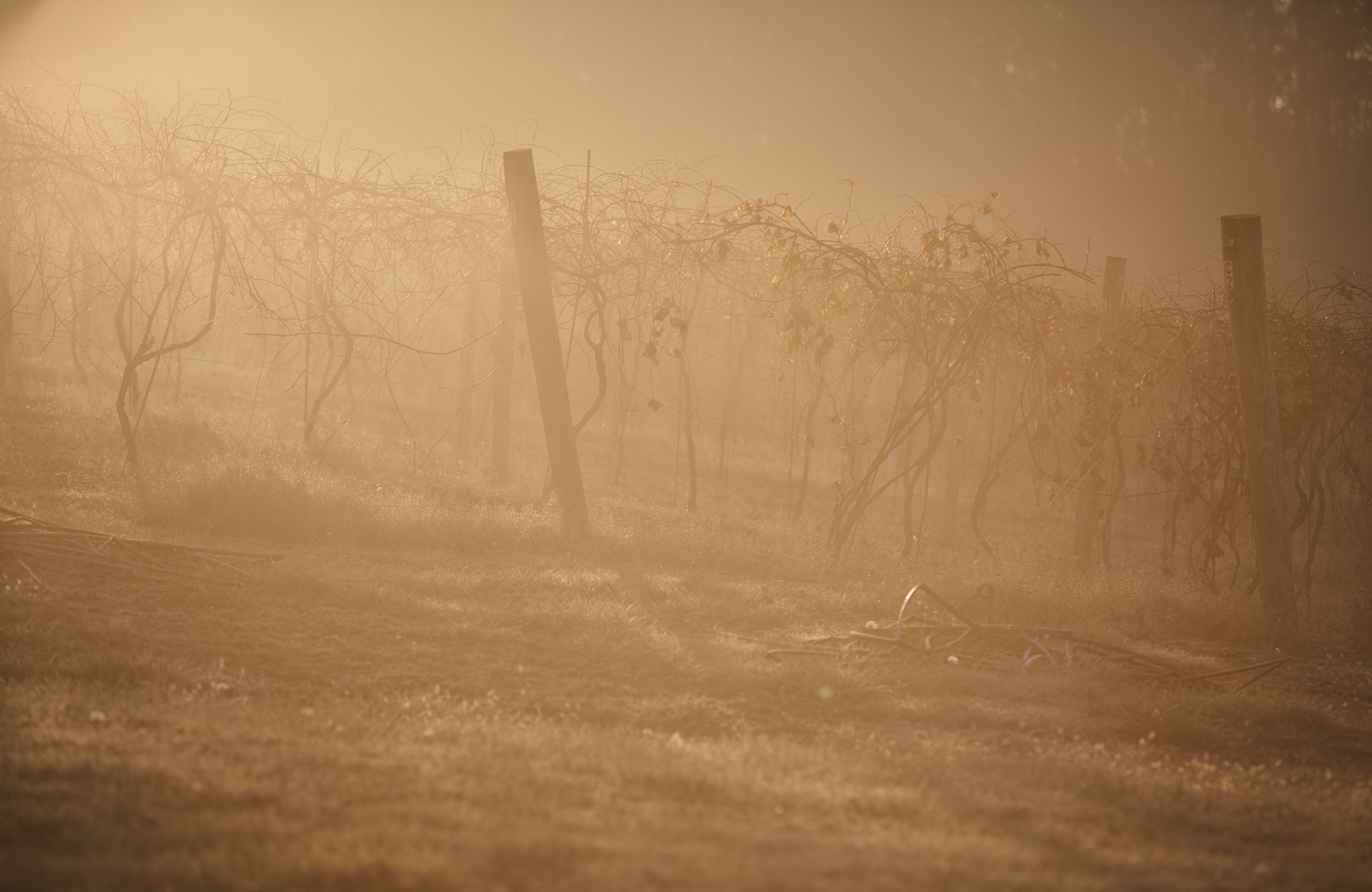 Canon EOS 5DS sample photo. Vineyard sunrise photography
