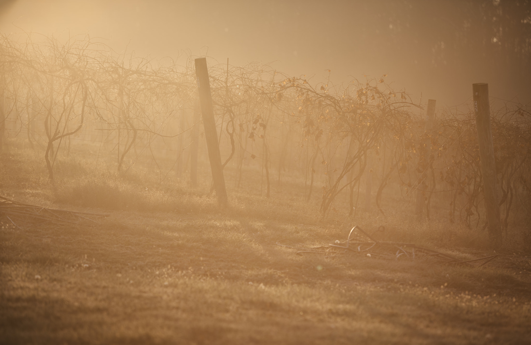 Canon EF 70-200mm F2.8L IS USM sample photo. Vineyard sunrise photography