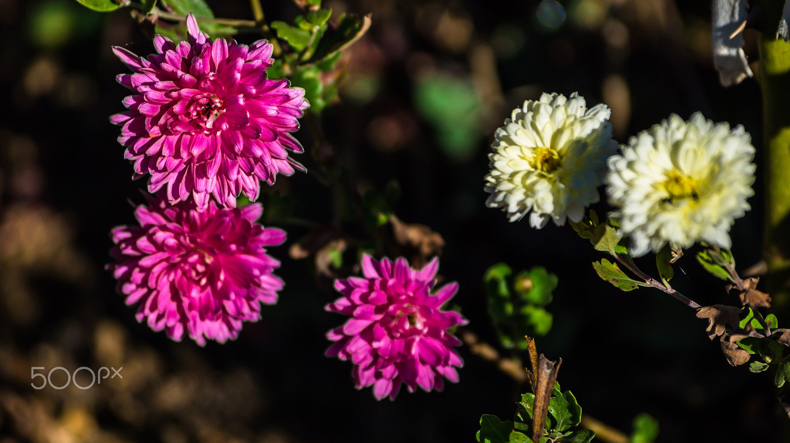 Sony 75-300mm F4.5-5.6 sample photo. Dsc photography