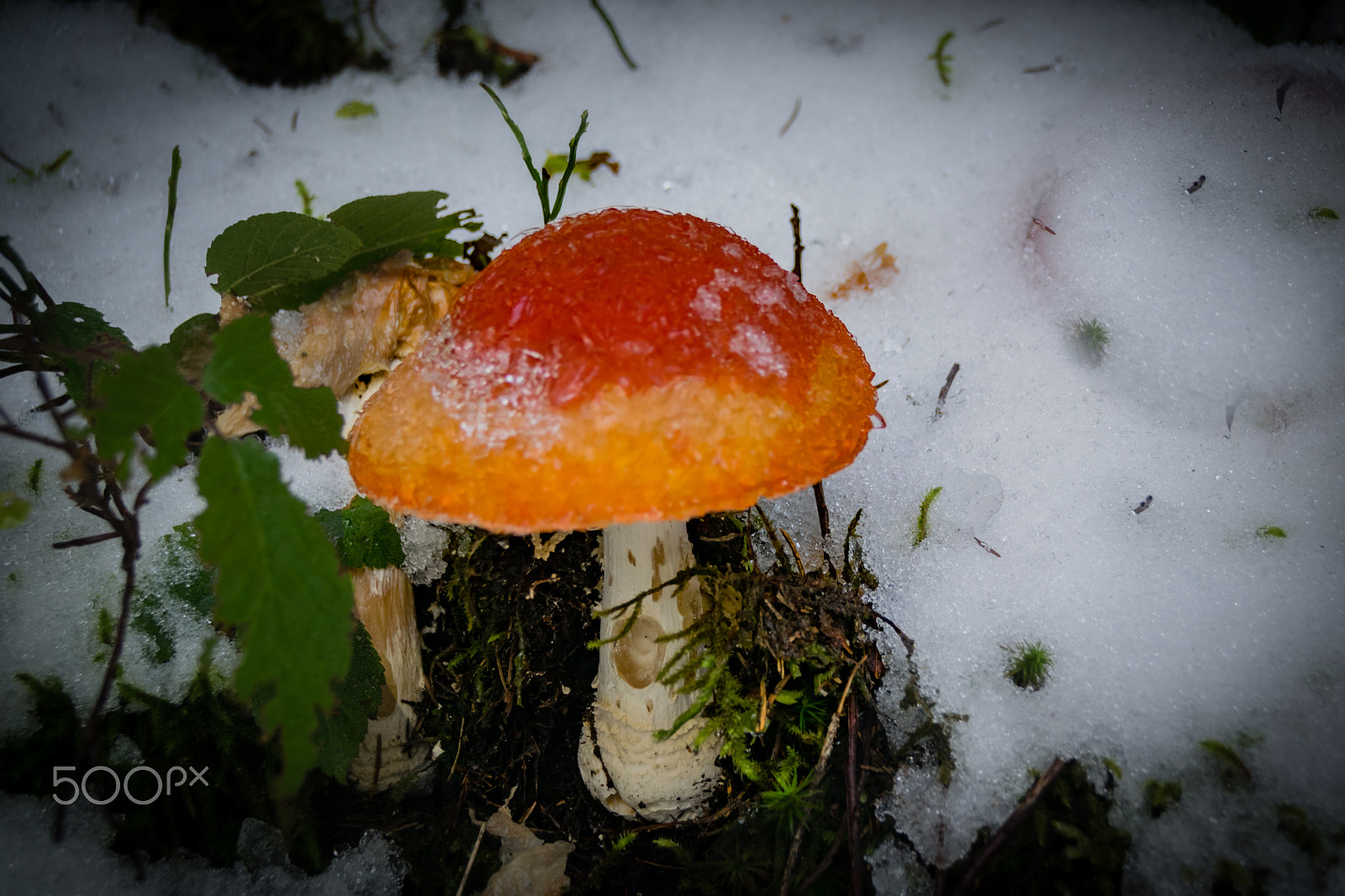 Sigma 18-250mm F3.5-6.3 DC Macro OS HSM sample photo. First snow "bad day for a mushroom" photography