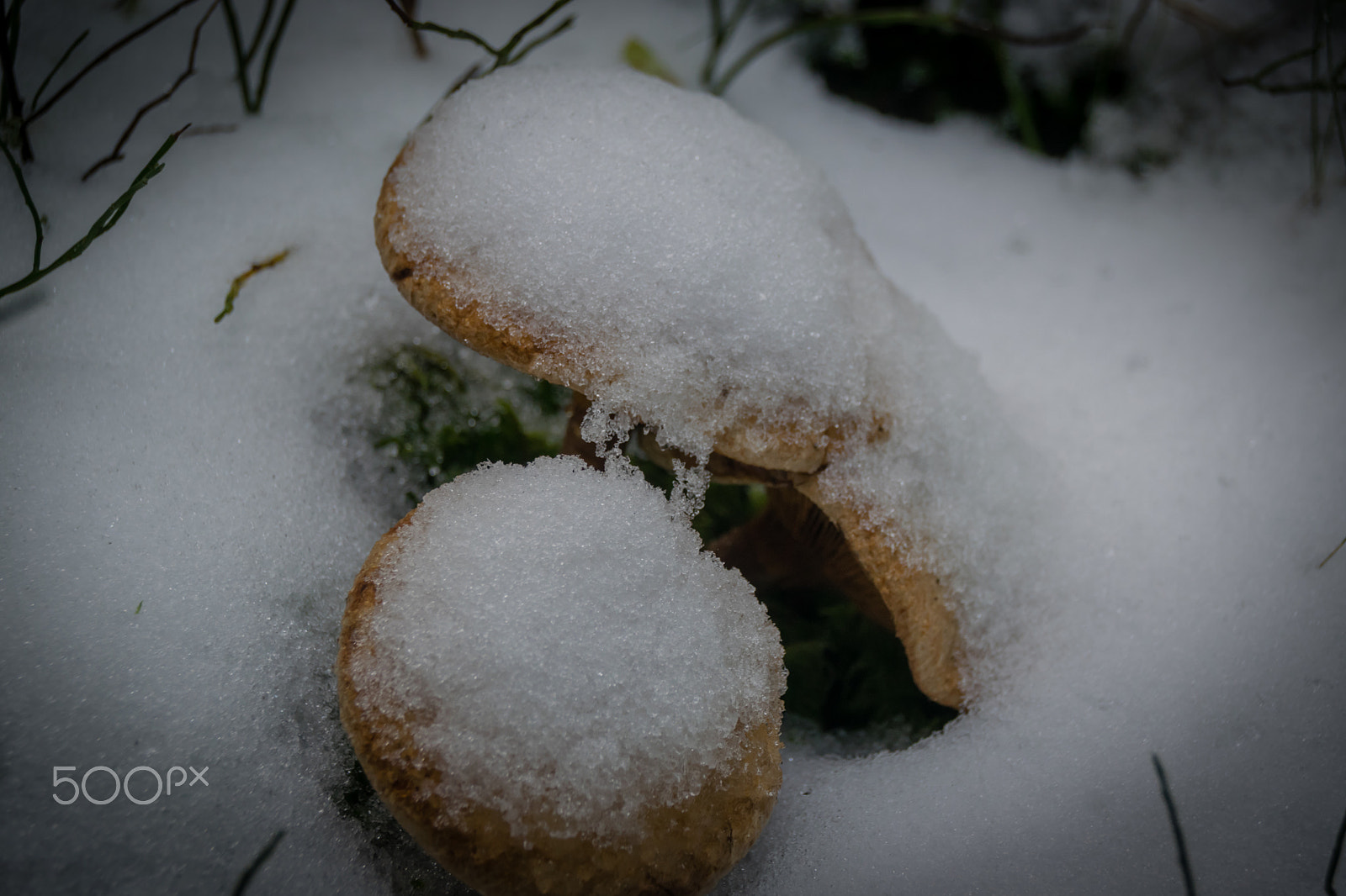 Nikon D3300 + Sigma 18-250mm F3.5-6.3 DC Macro OS HSM sample photo. First snow "bad day for a mushroom" photography