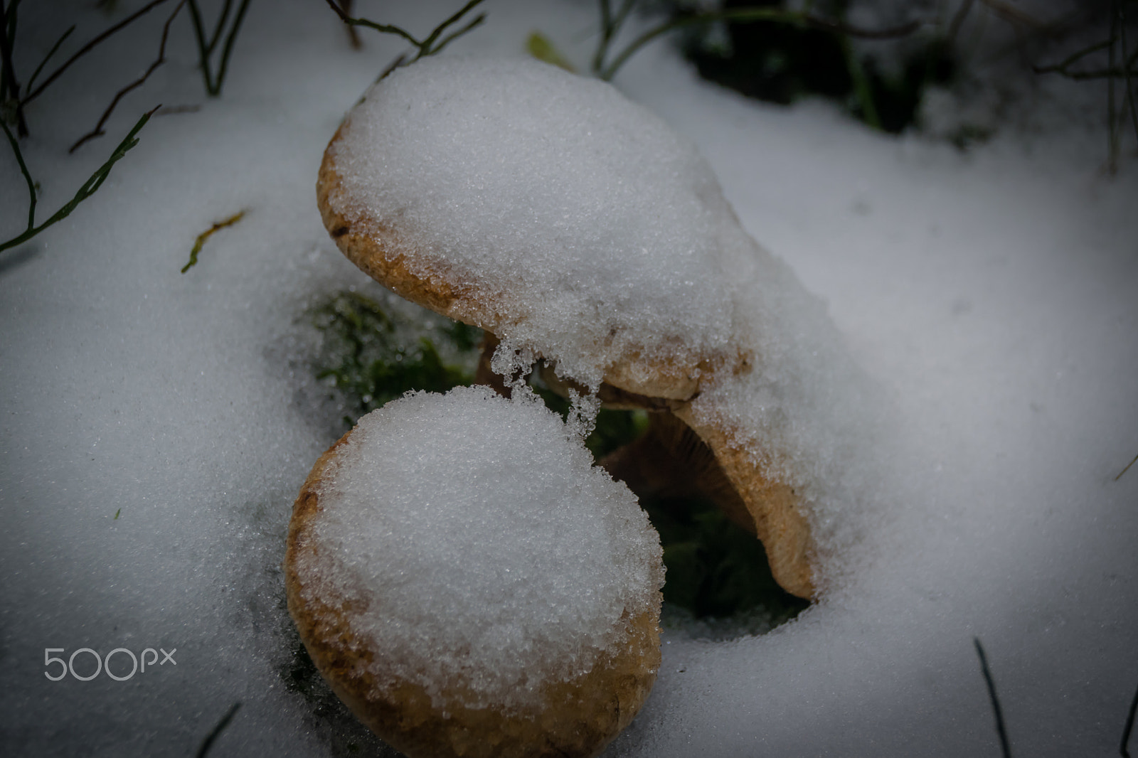 Sigma 18-250mm F3.5-6.3 DC Macro OS HSM sample photo. First snow "bad day for a mushroom" photography