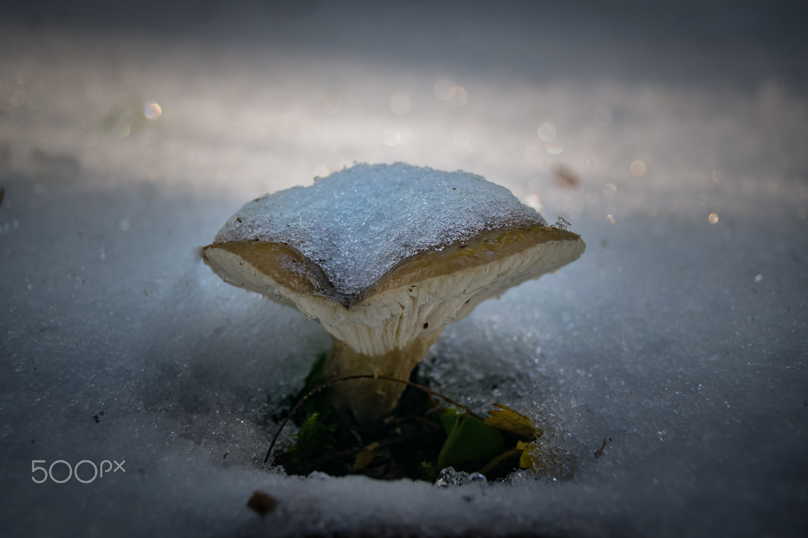 Sigma 18-250mm F3.5-6.3 DC Macro OS HSM sample photo. First snow "bad day for a mushroom" photography