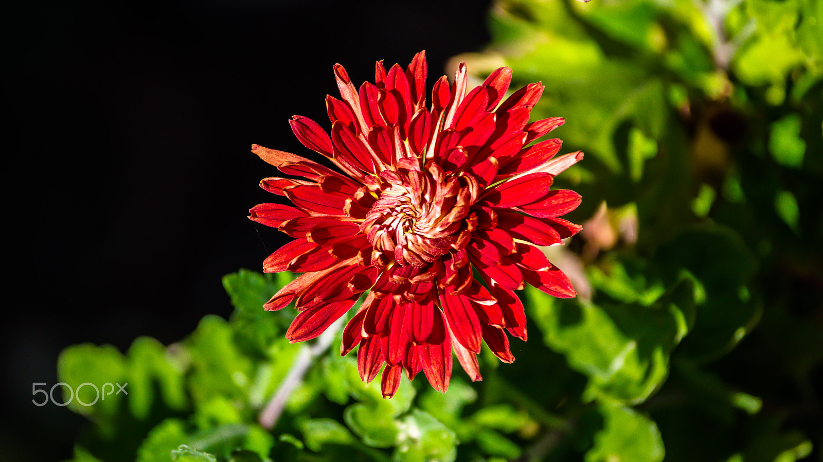Sony 75-300mm F4.5-5.6 sample photo. Dsc photography