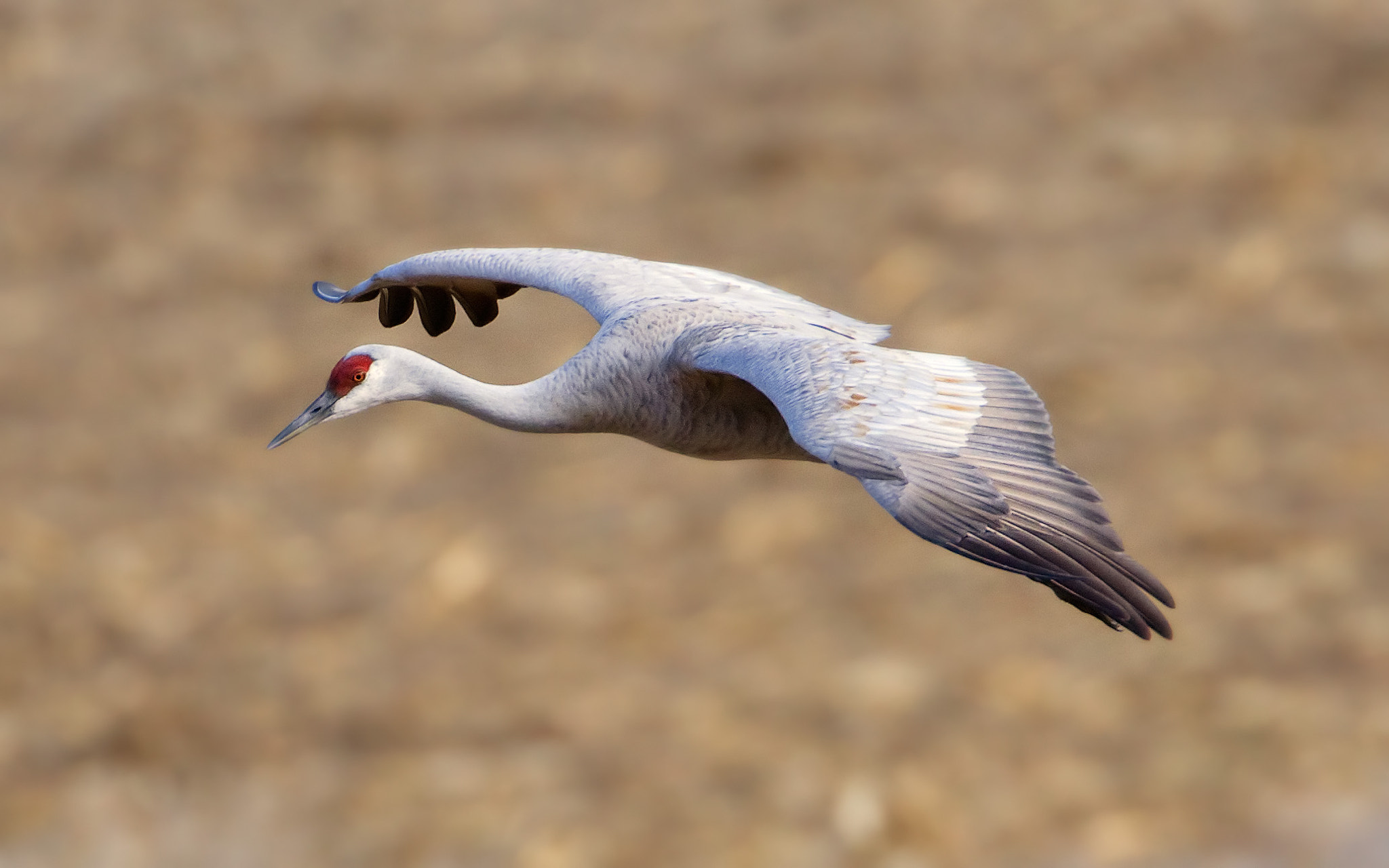 Canon EF 500mm F4L IS USM sample photo. Sandhill crane photography