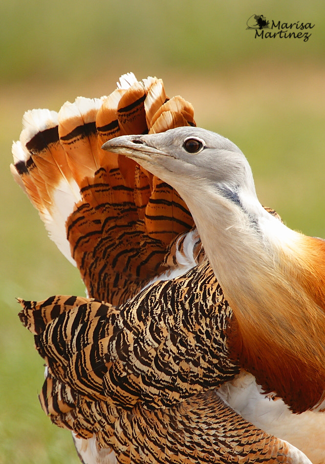 Canon EF 300mm F2.8L IS II USM sample photo. Avutarda (otis tarda) photography