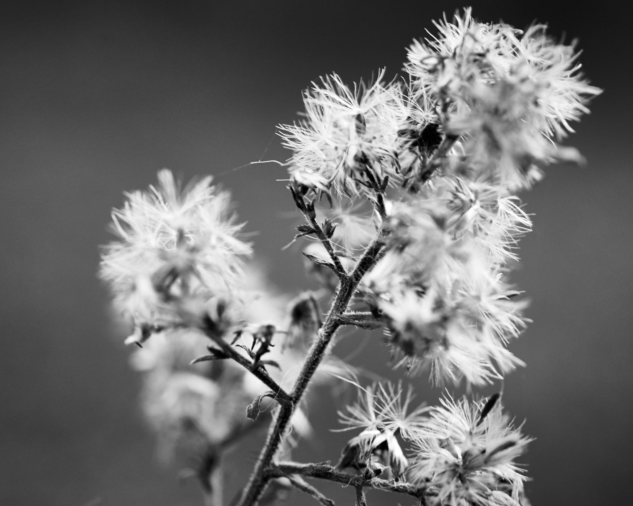 Nikon AF Micro-Nikkor 60mm F2.8D sample photo. Fuzz photography