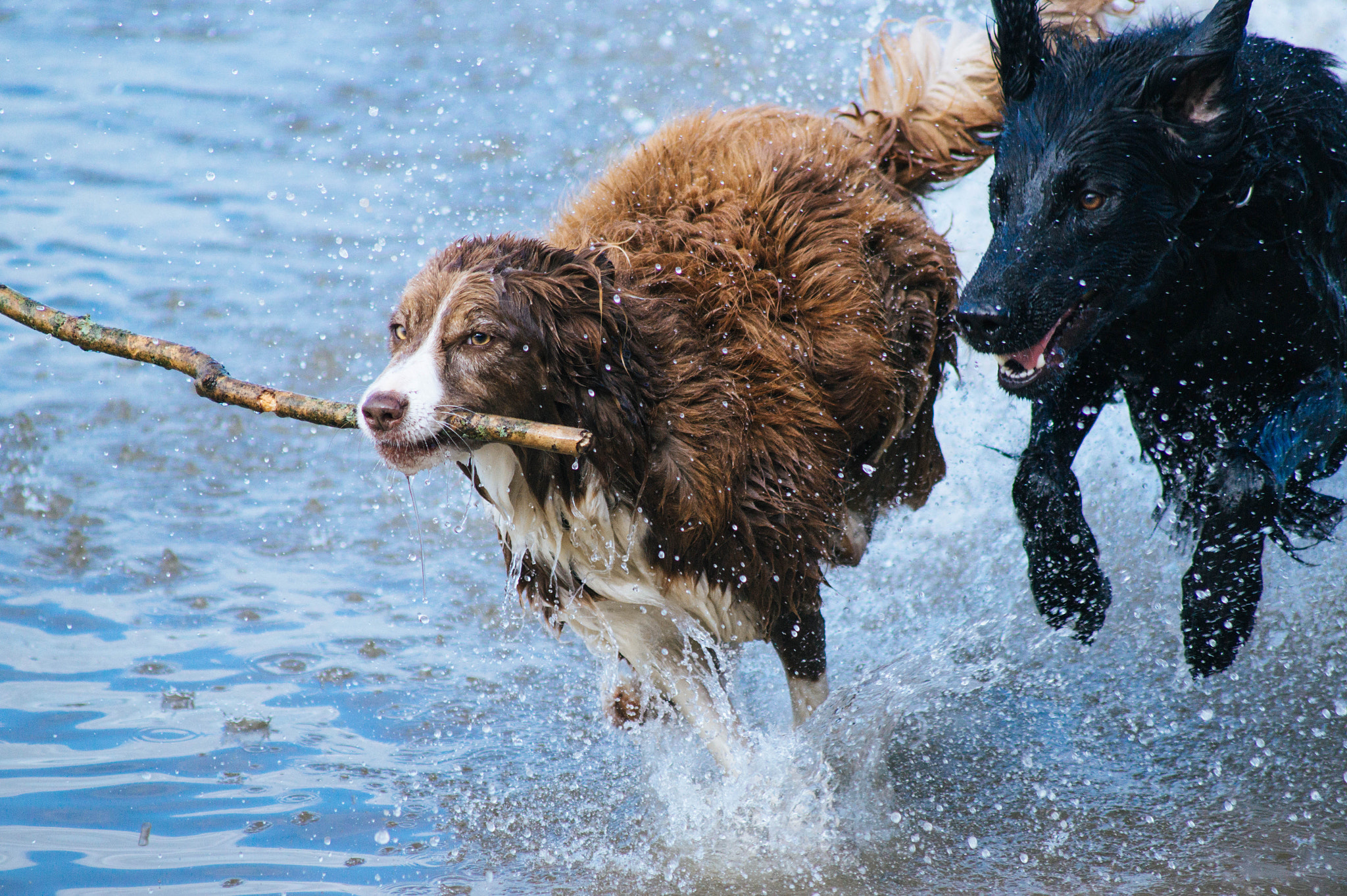 Sony 75-300mm F4.5-5.6 sample photo. Photo deabfbc photography