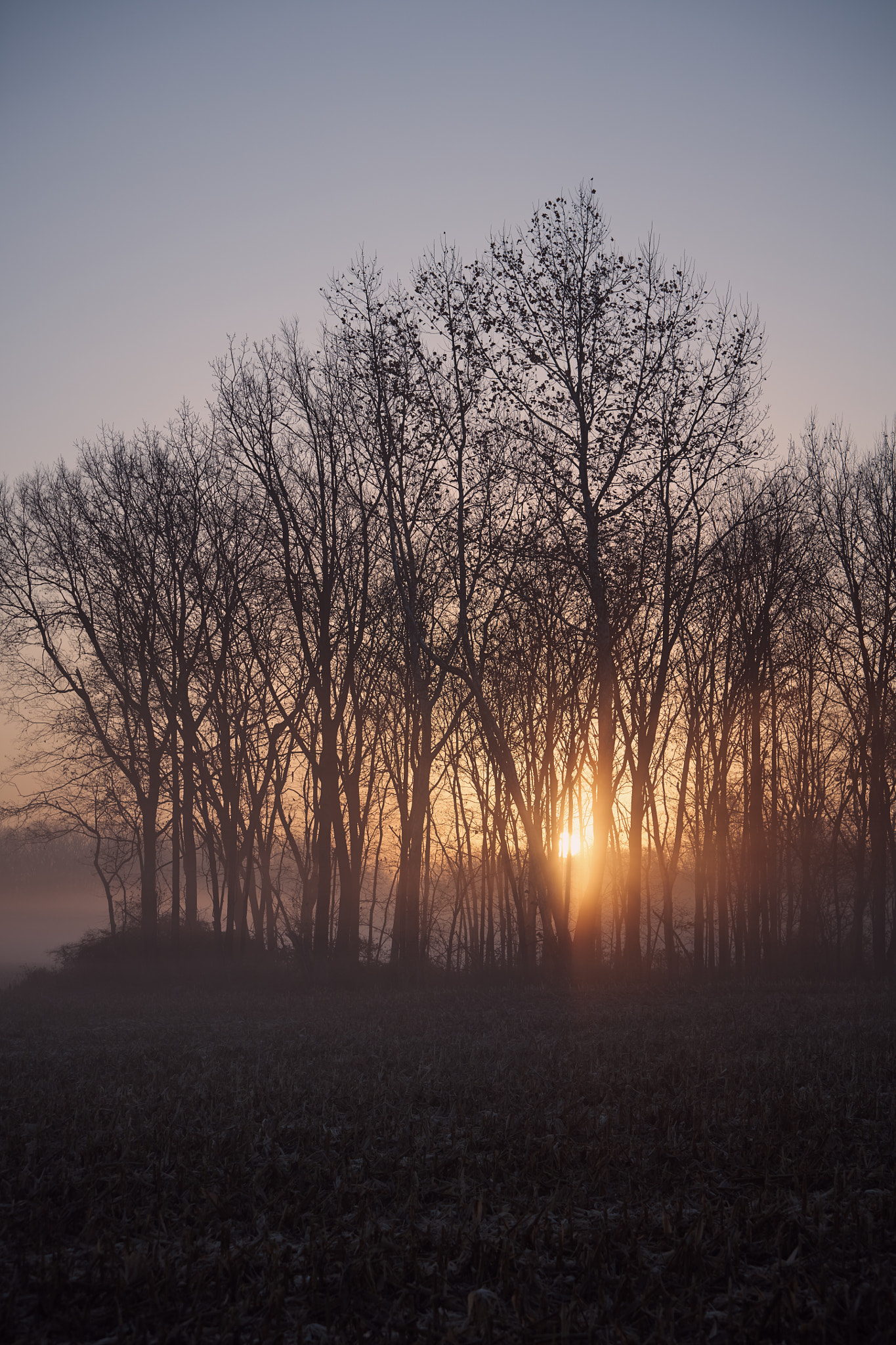 Canon EF 70-200mm F2.8L IS USM sample photo. Cornfield sunrise photography