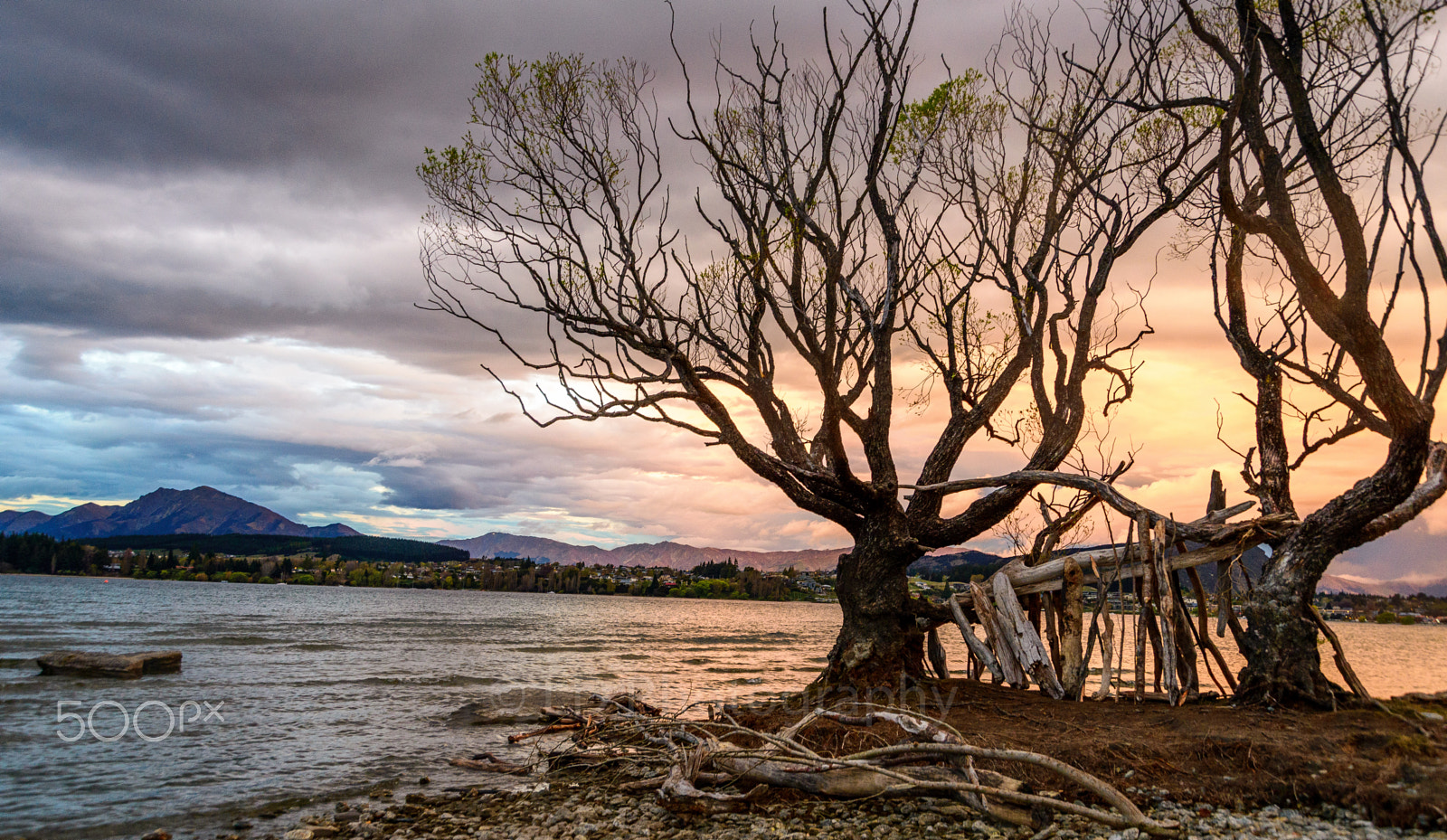 Nikon D600 sample photo. Branch support - lake wanaka photography