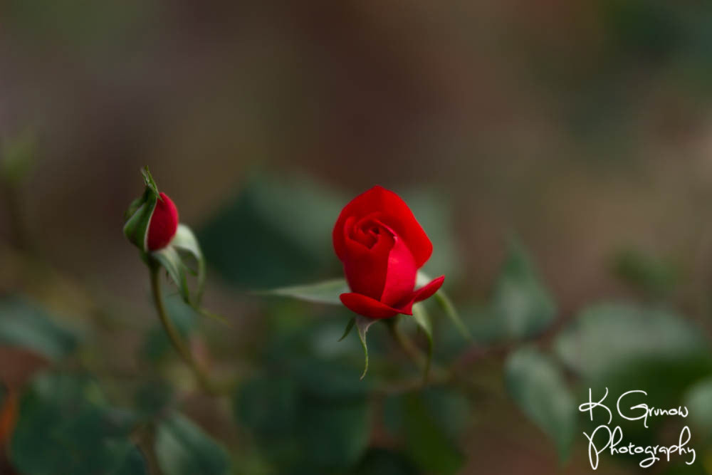 Sigma 50-100mm F1.8 DC HSM Art sample photo. Strolling around photography
