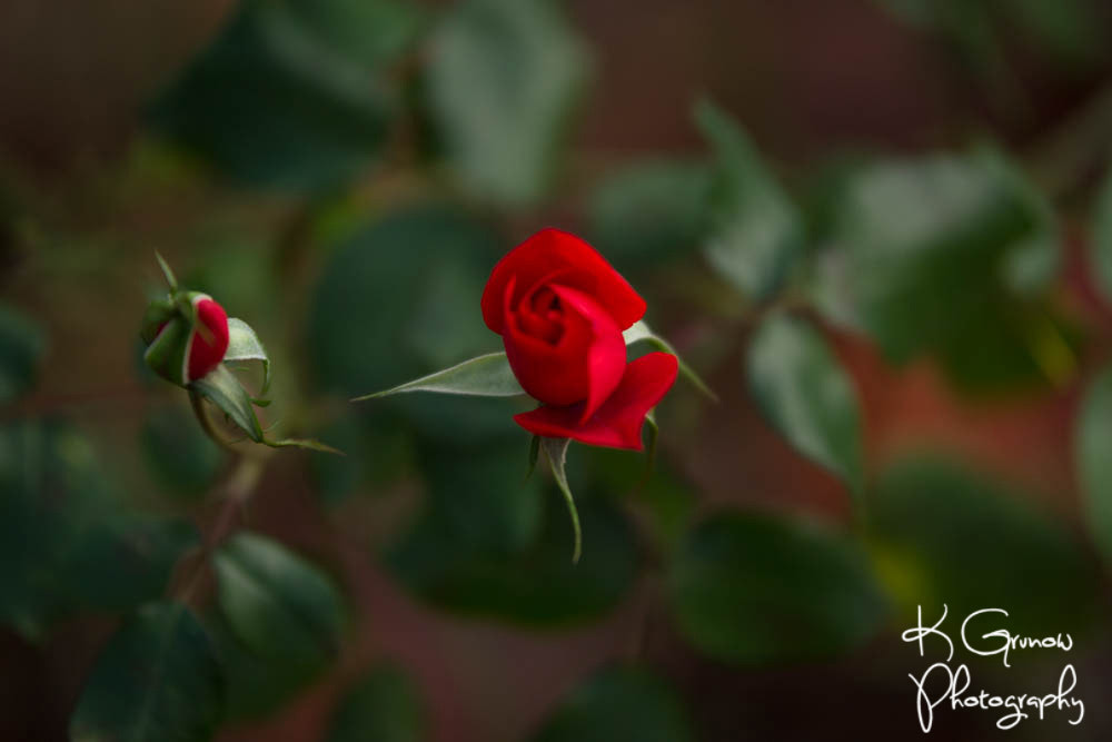 Sigma 50-100mm F1.8 DC HSM Art sample photo. Strolling around photography