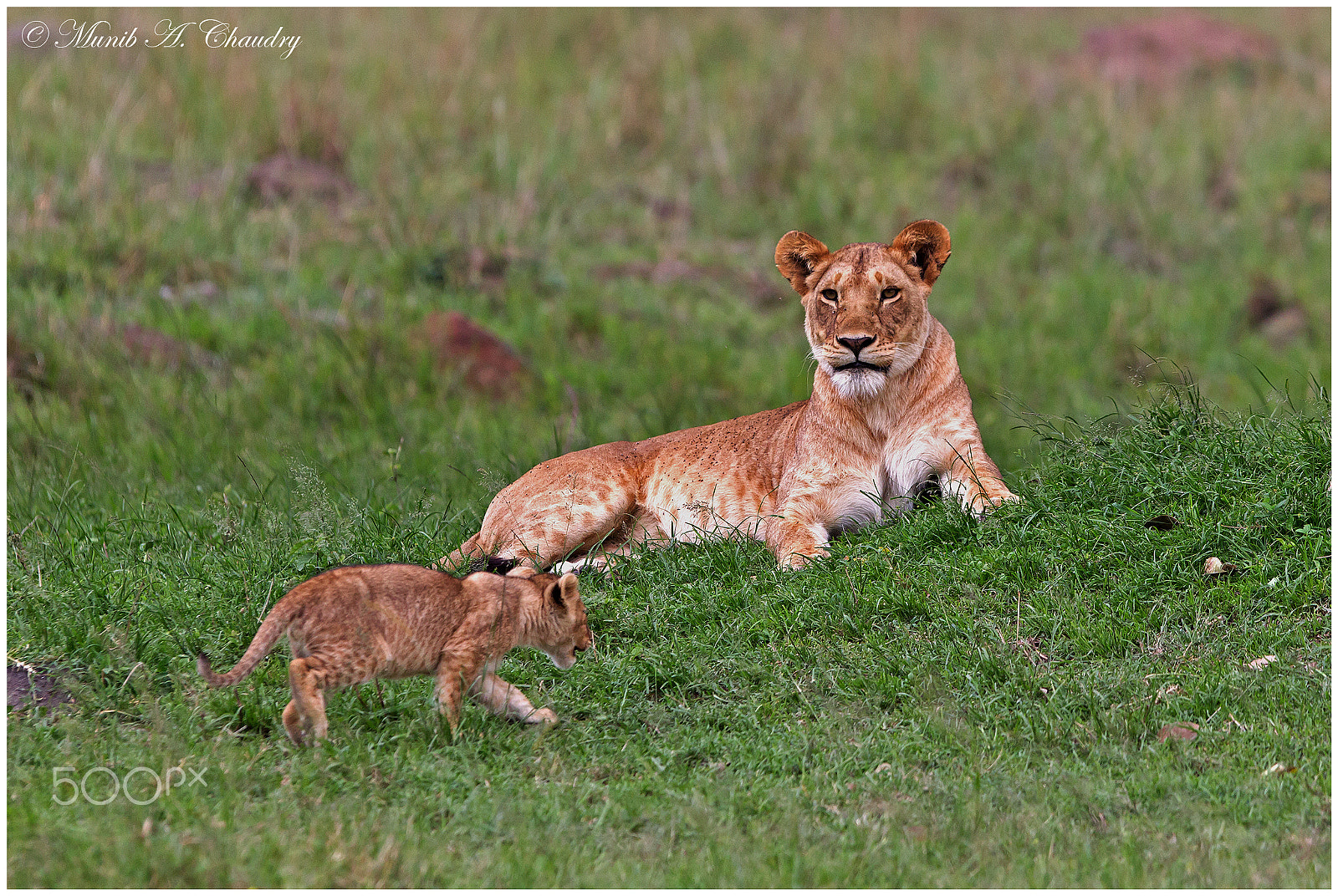 Canon EF 300mm F2.8L IS USM sample photo. The proud queen! photography