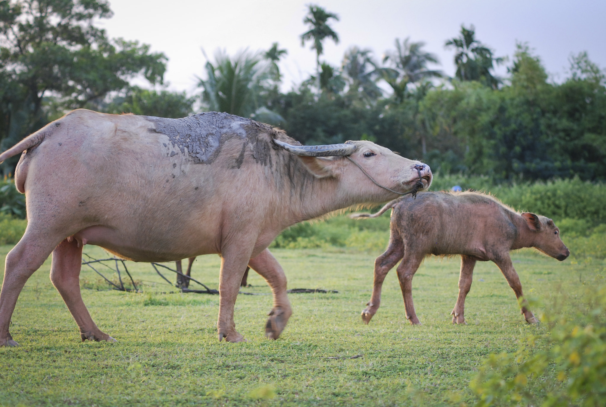 Nikon D80 sample photo. Water buffalow on the field at viet nam photography