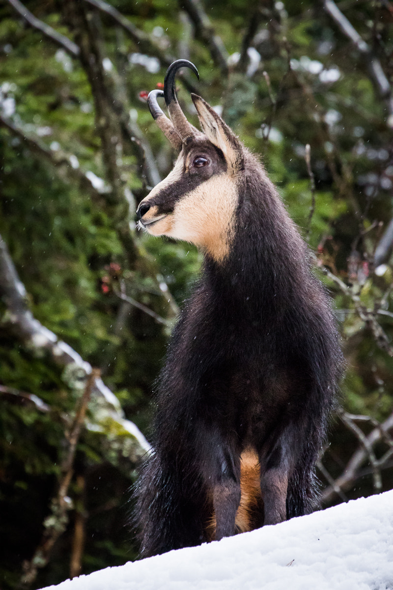Canon EF 70-300mm F4-5.6L IS USM sample photo. Chamois portrait photography