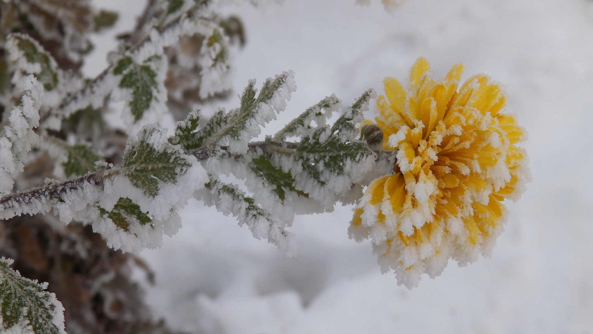 Olympus SP-820UZ sample photo. Frost on flowers photography