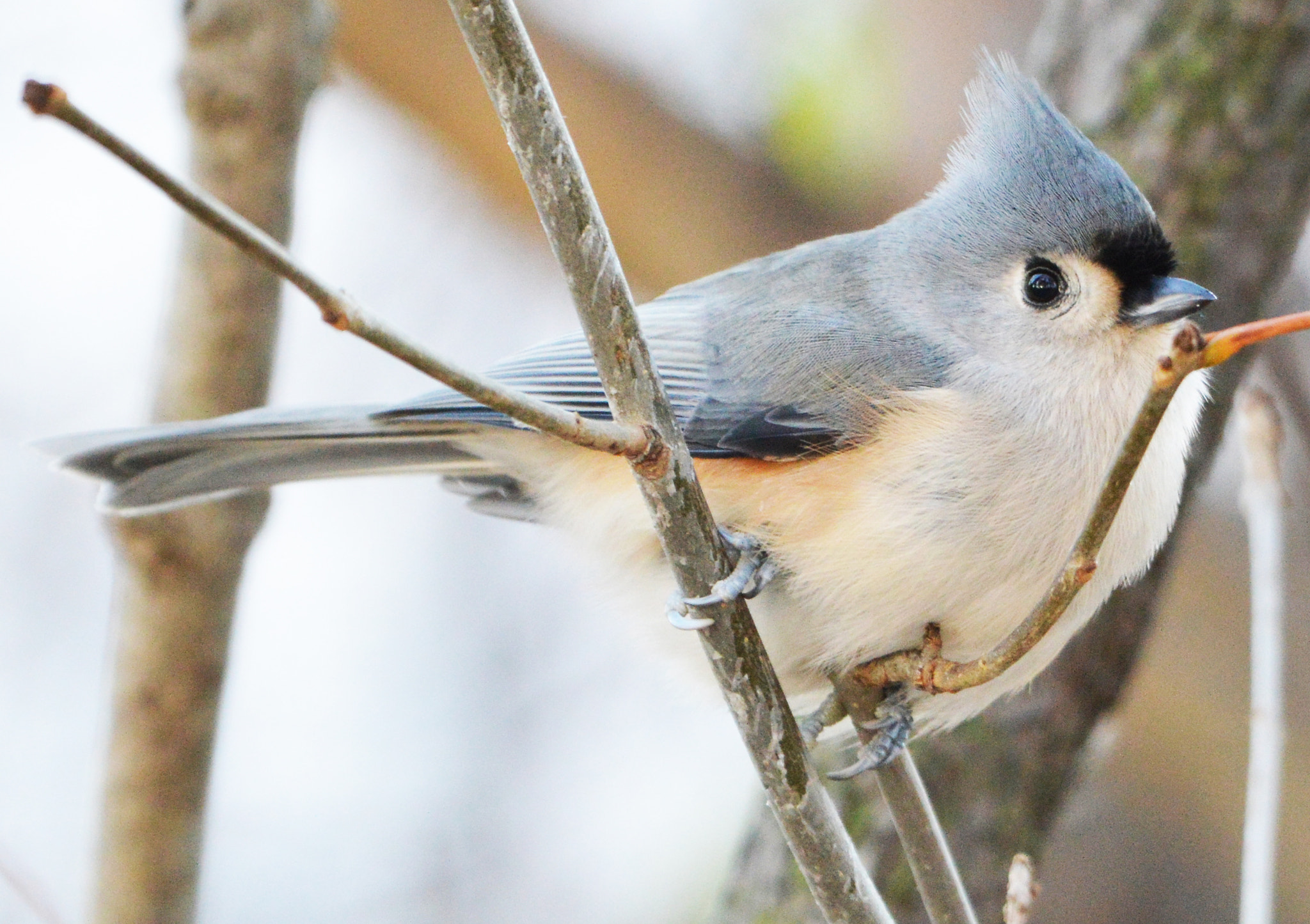 Nikon AF-S Nikkor 200-500mm F5.6E ED VR sample photo. Tufted titmouse photography