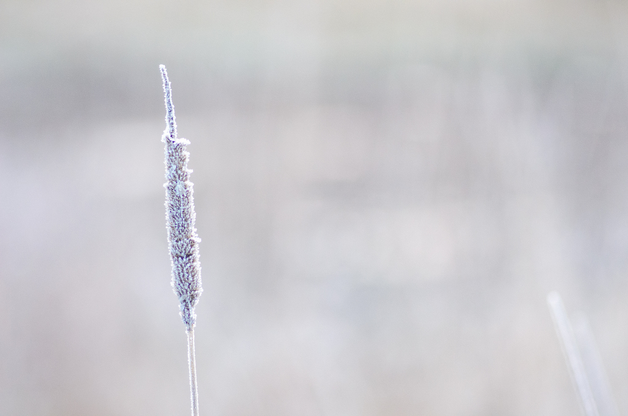 Tokina AT-X Pro 100mm F2.8 Macro sample photo. Straw photography