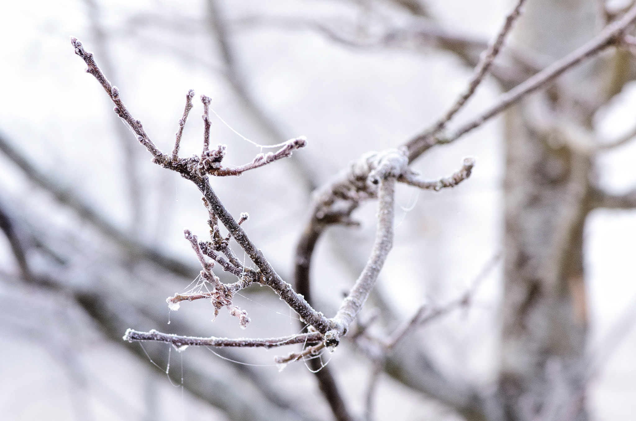 Tokina AT-X Pro 100mm F2.8 Macro sample photo. Network photography