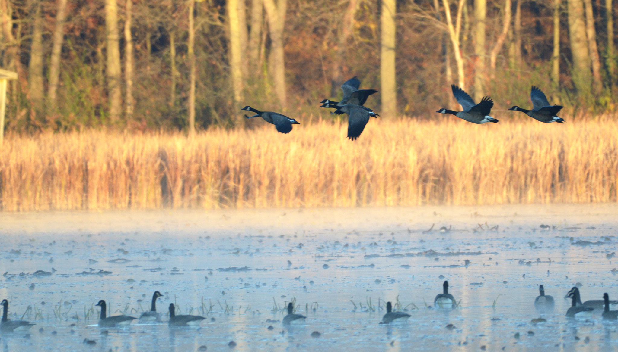 Nikon AF-S Nikkor 200-500mm F5.6E ED VR sample photo. Canada geese photography