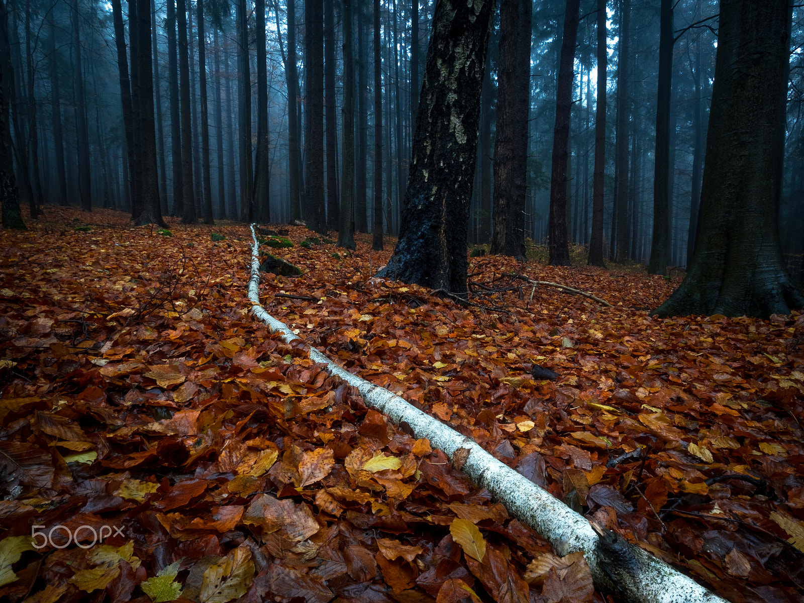 Olympus Zuiko Digital ED 9-18mm F4.0-5.6 sample photo. Follow the white path photography