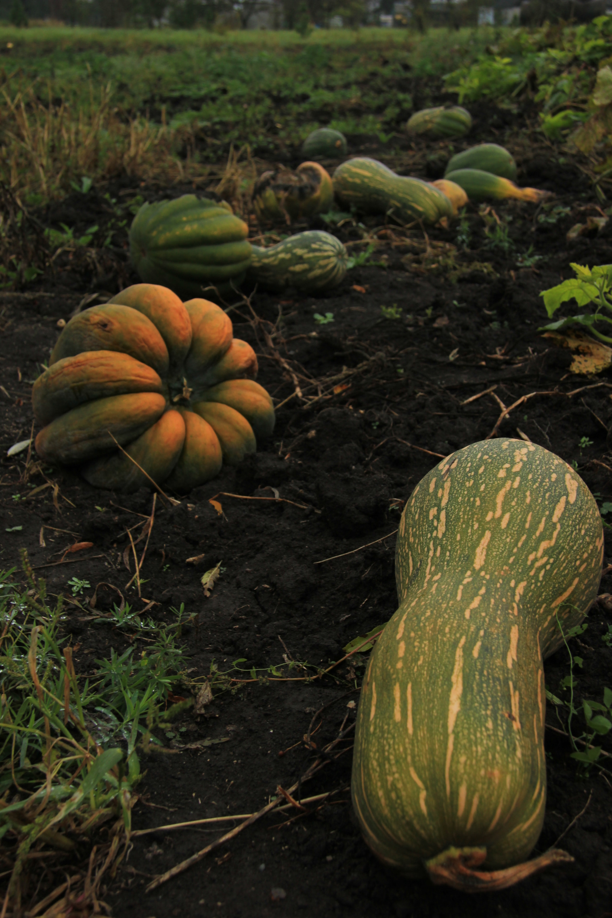 Canon EOS 550D (EOS Rebel T2i / EOS Kiss X4) + Canon EF-S 17-85mm F4-5.6 IS USM sample photo. Pumpkin photography