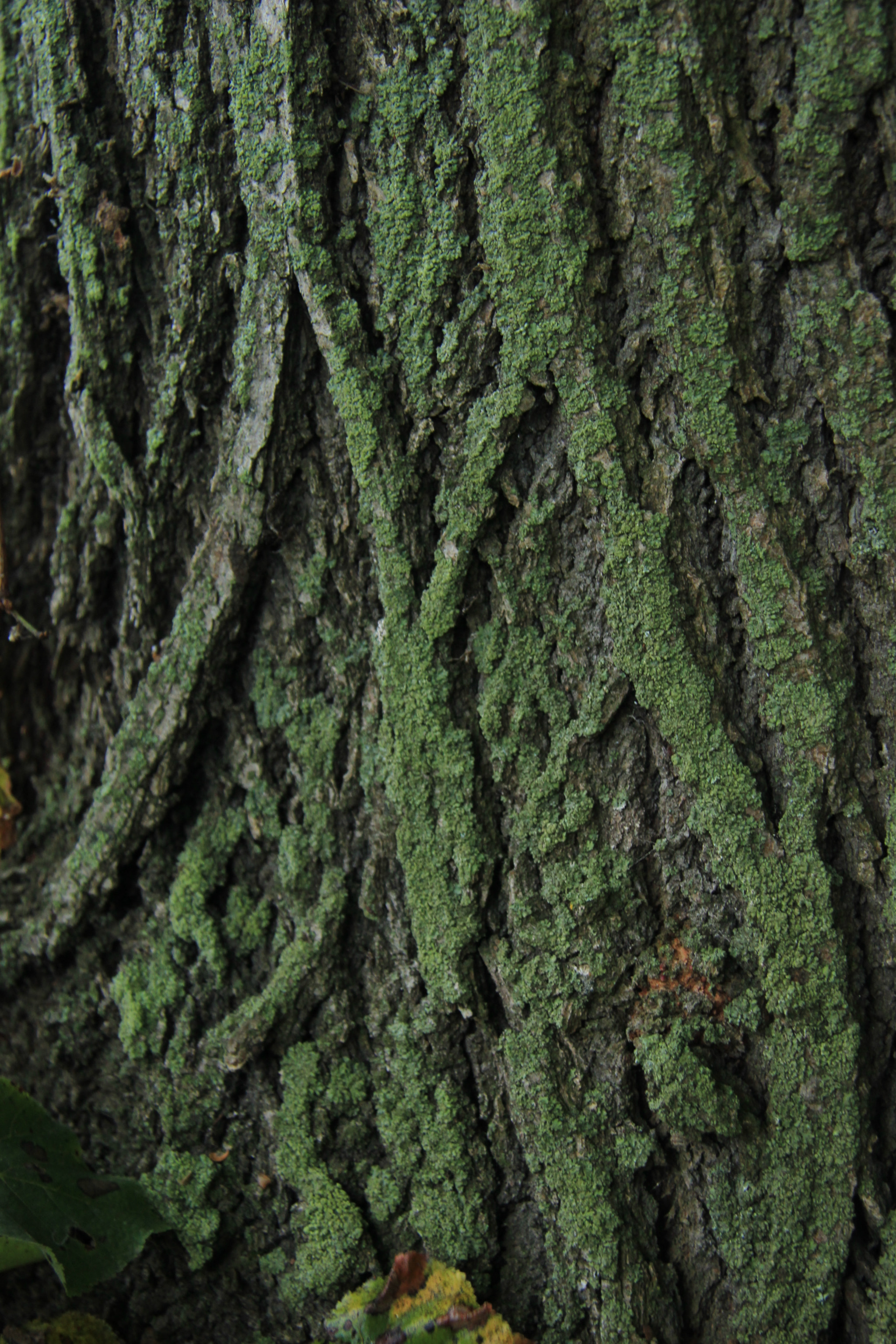 Canon EF-S 17-85mm F4-5.6 IS USM sample photo. Bark photography