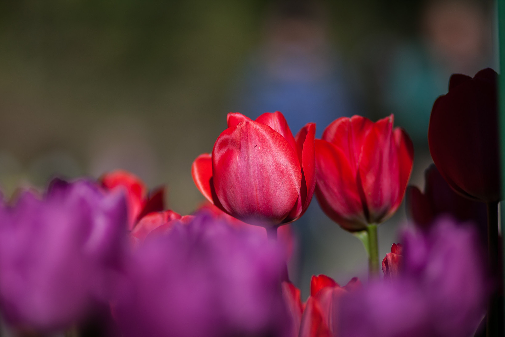 Canon EF 100mm F2.0 USM sample photo. Tulips photography