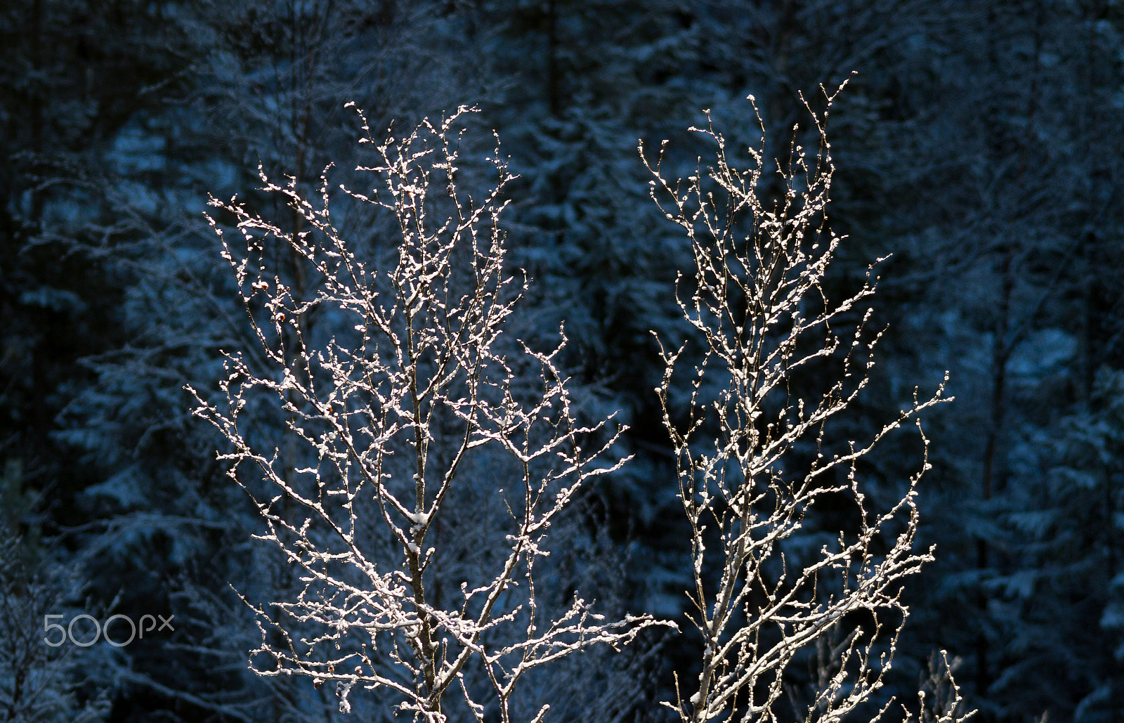 Sigma 150-500mm F5-6.3 DG OS HSM sample photo. Trees 1.0 photography