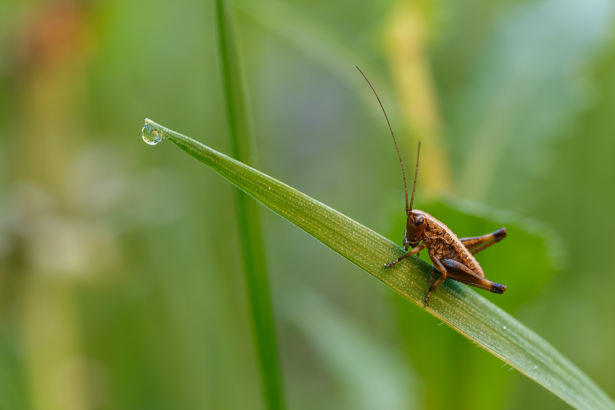 Canon EOS 6D + Canon MP-E 65mm F2.5 1-5x Macro Photo sample photo. Grasshopper photography