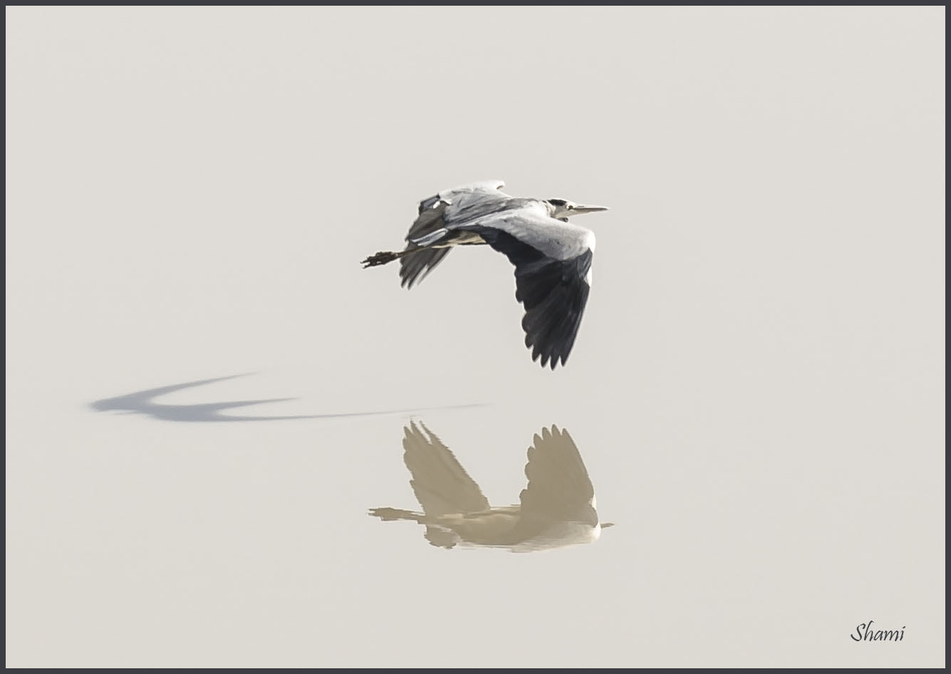 Nikon AF-S Nikkor 300mm F2.8G ED VR II sample photo. Grey heron photography
