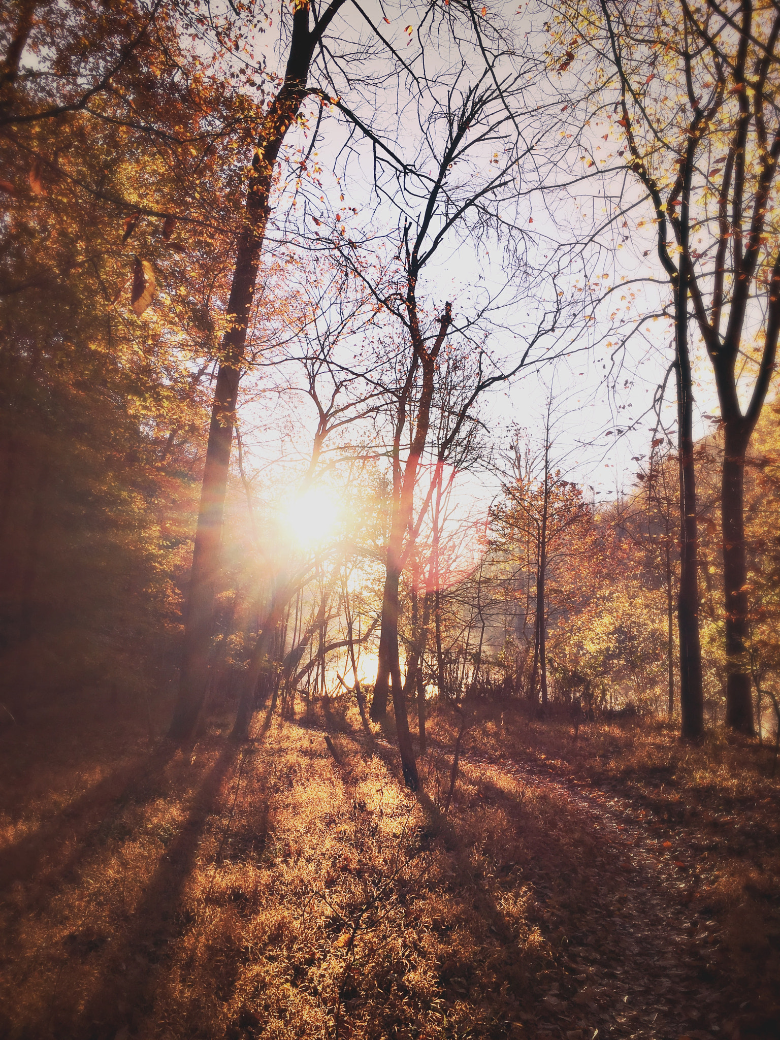 Hipstamatic 322 sample photo. Trail run at sunrise photography