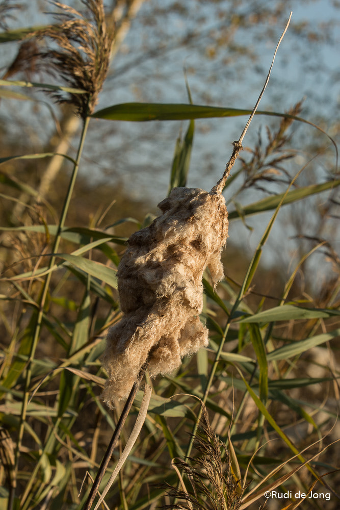 AF-S Zoom-Nikkor 80-200mm f/2.8D IF-ED sample photo. Grote lisdodde photography