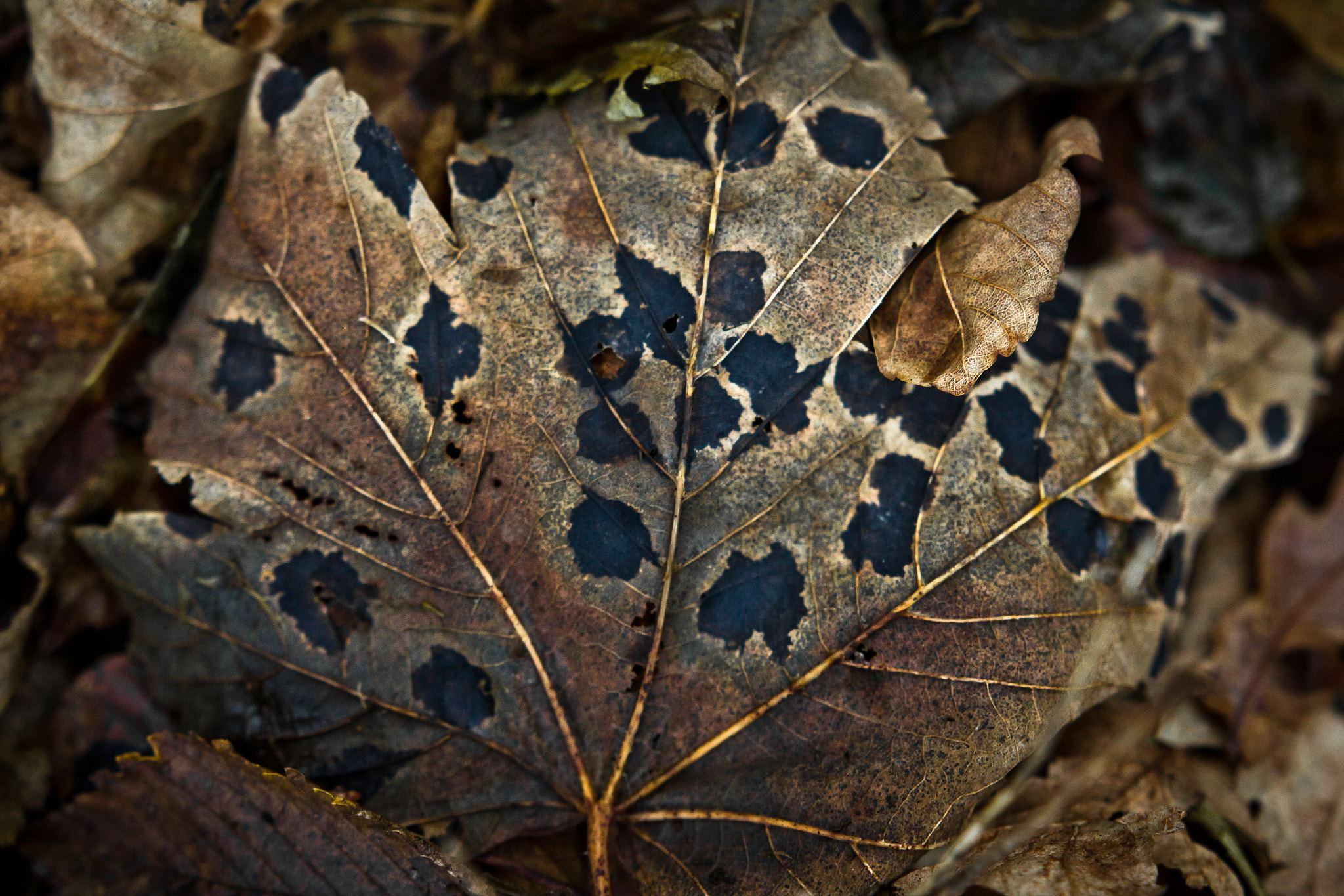 Canon EOS 60D + Sigma 18-35mm f/1.8 DC HSM sample photo. Fallen leaves photography