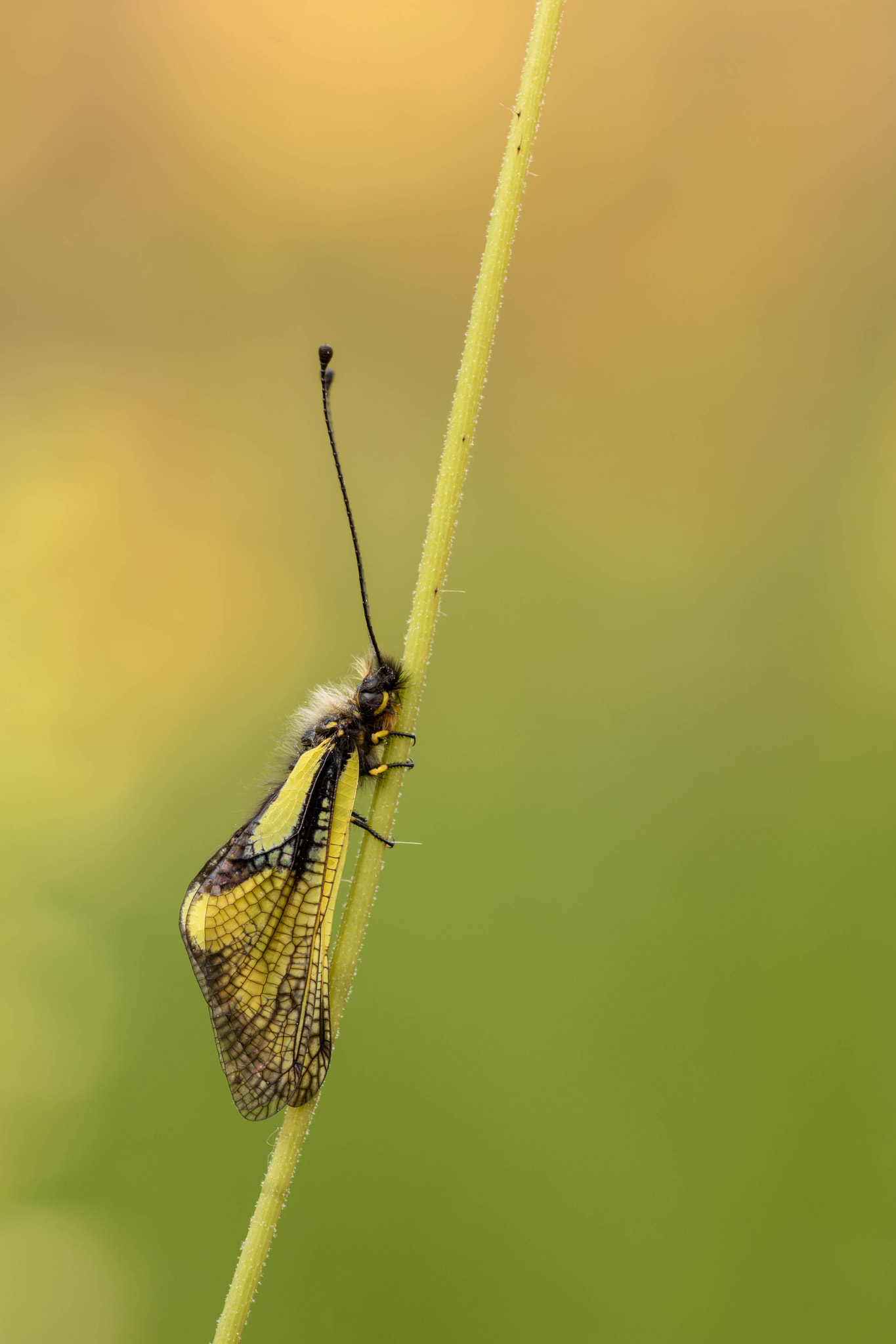 Sigma 150mm F2.8 EX DG Macro HSM sample photo. Libelloides coccajus photography