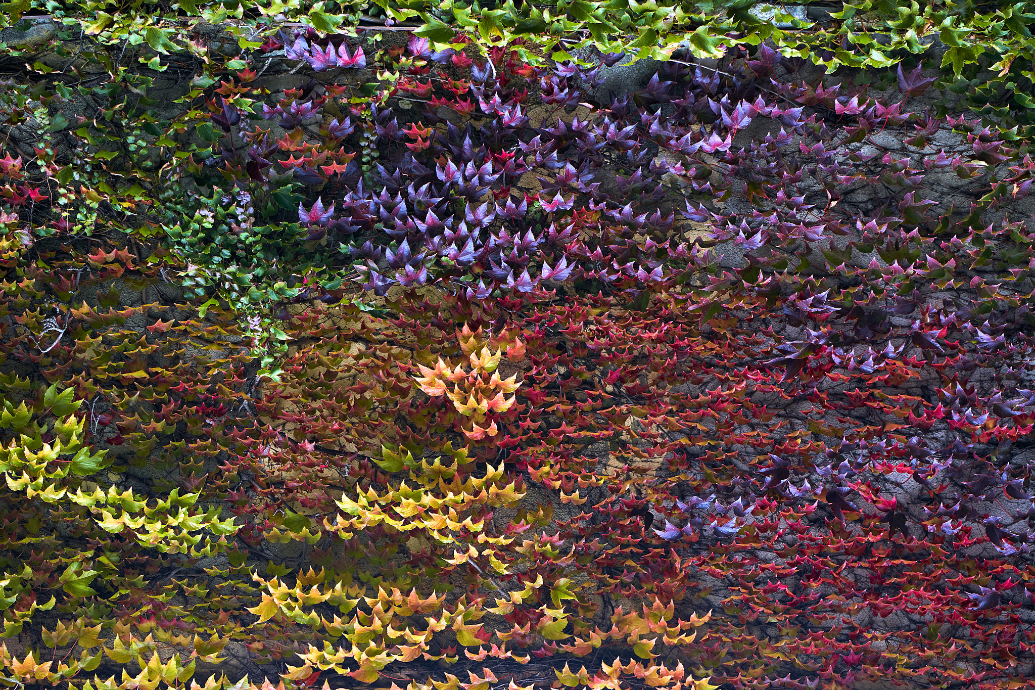 Sony FE 70-200mm F2.8 GM OSS sample photo. The amazing colours of autumn photography